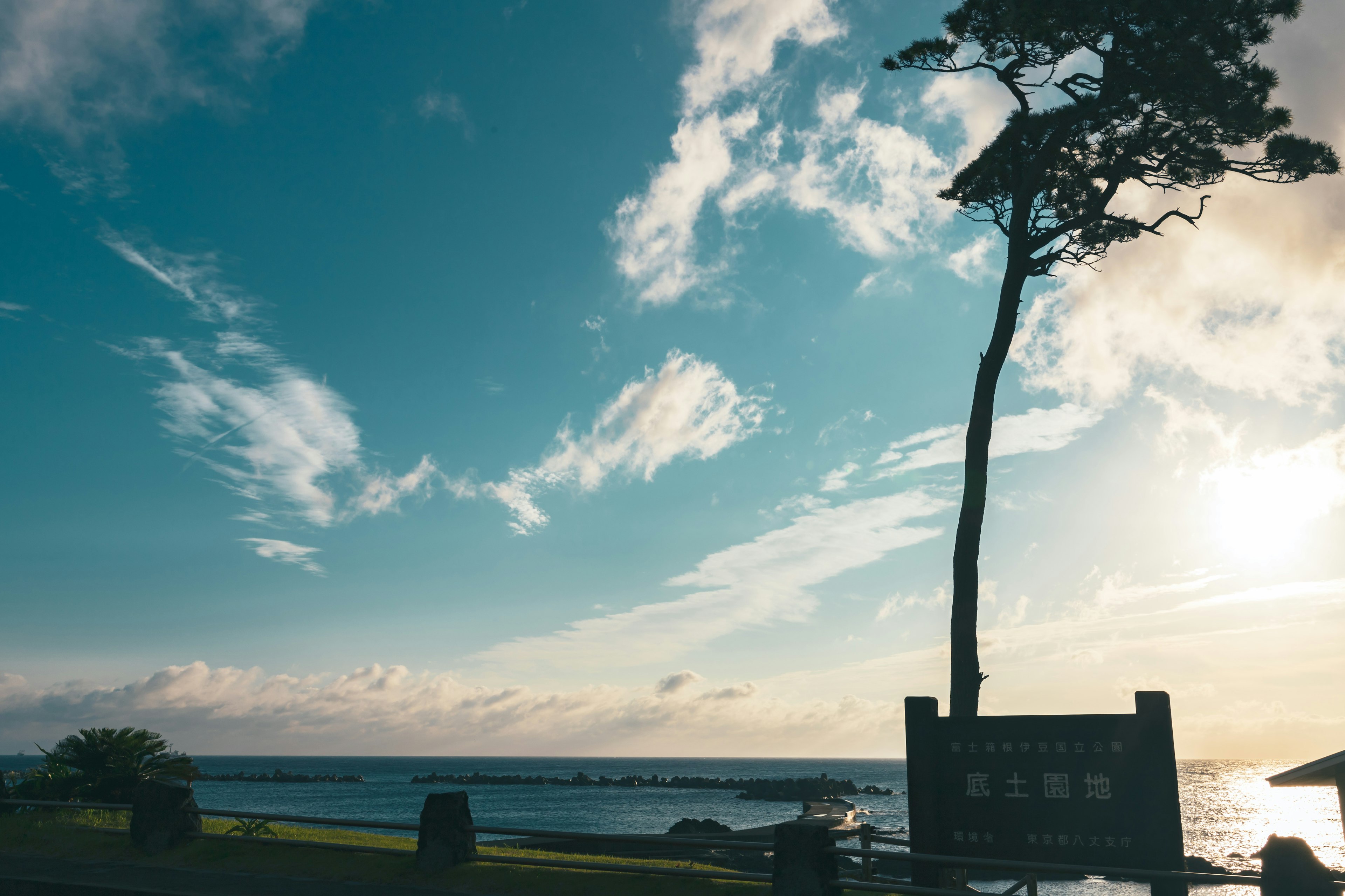 Una vista panoramica con un albero alto contro un cielo blu con nuvole e l'oceano