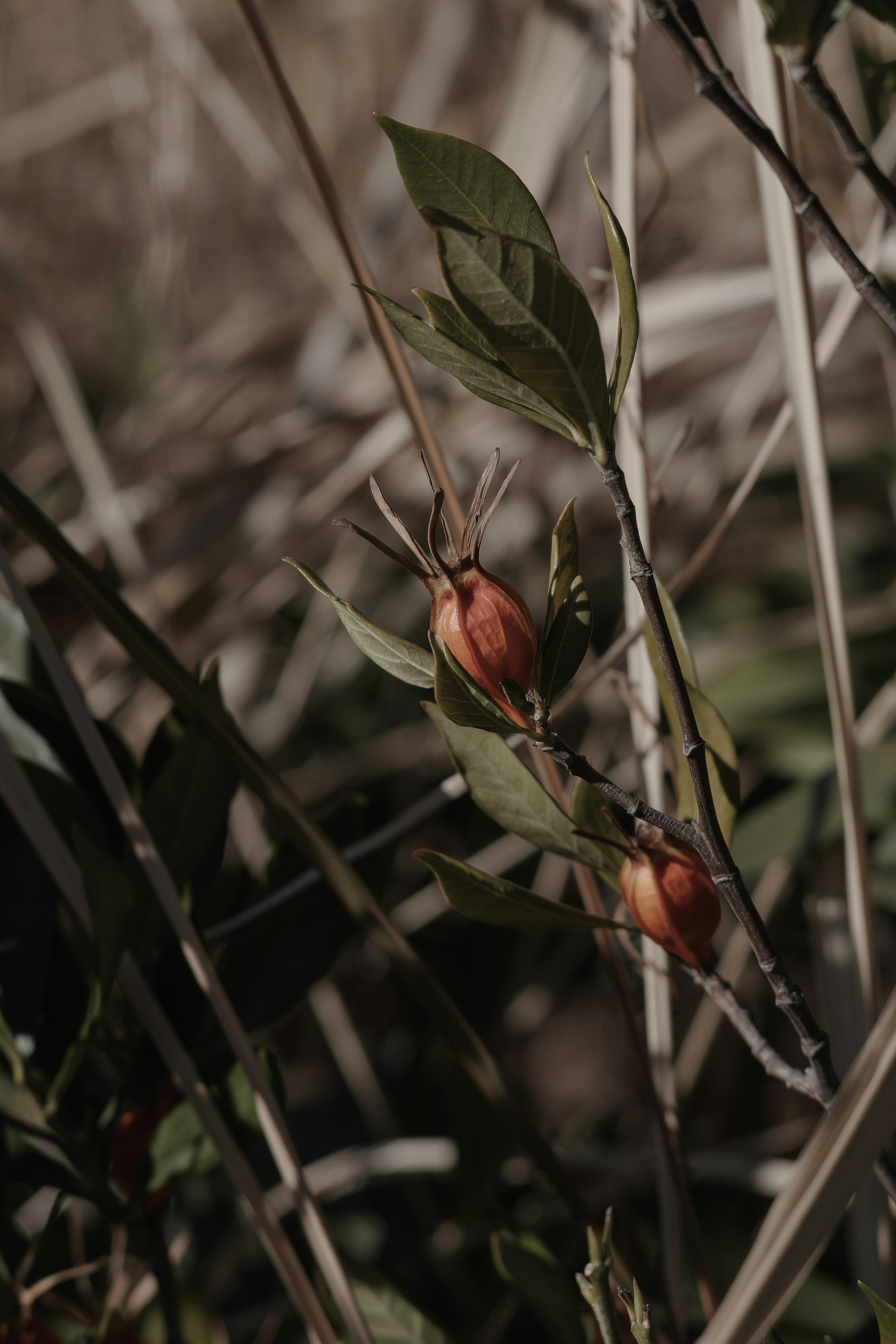 Close-up of a plant with green leaves and orange fruits