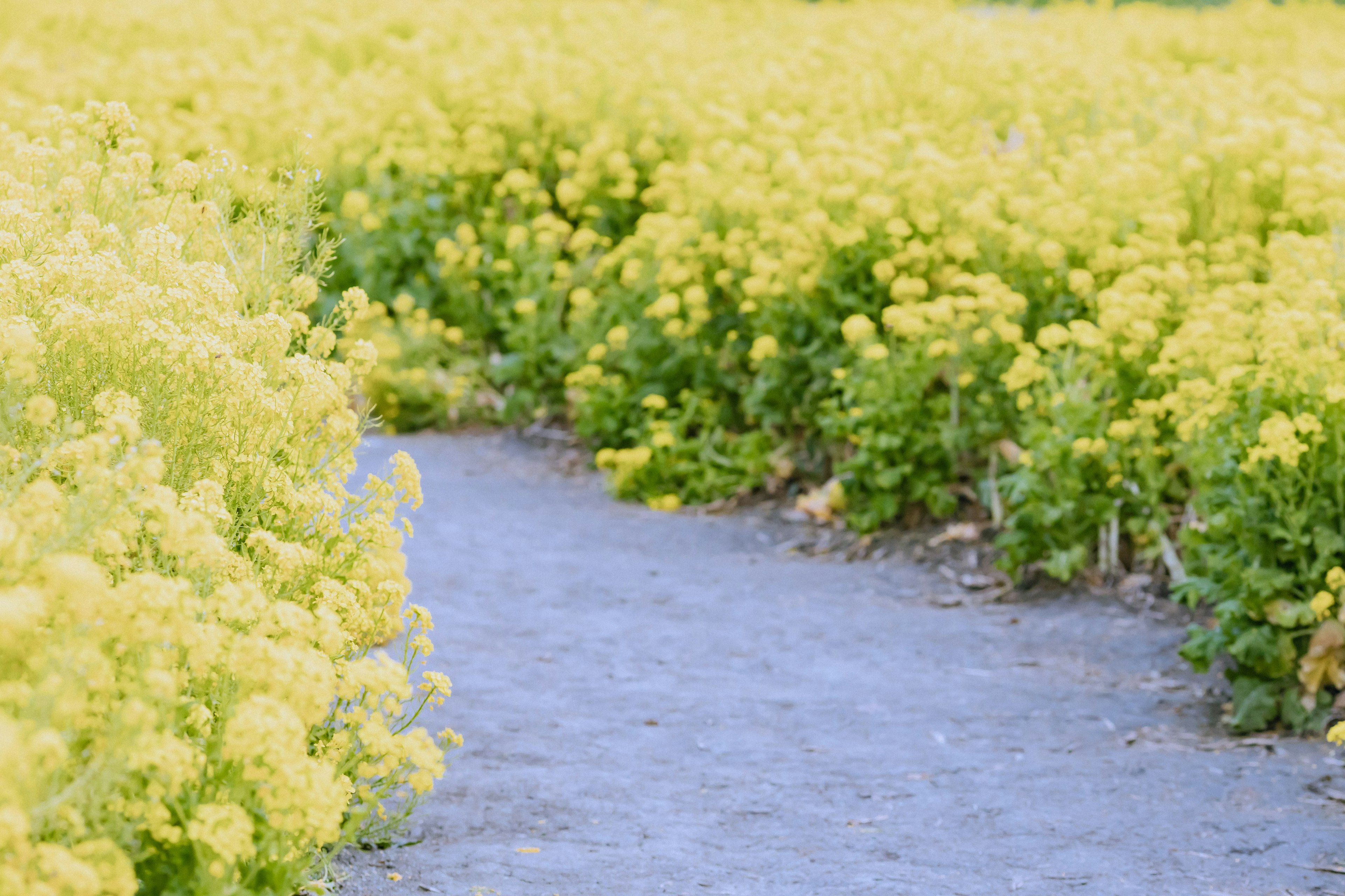 Pathway surrounded by blooming yellow flowers