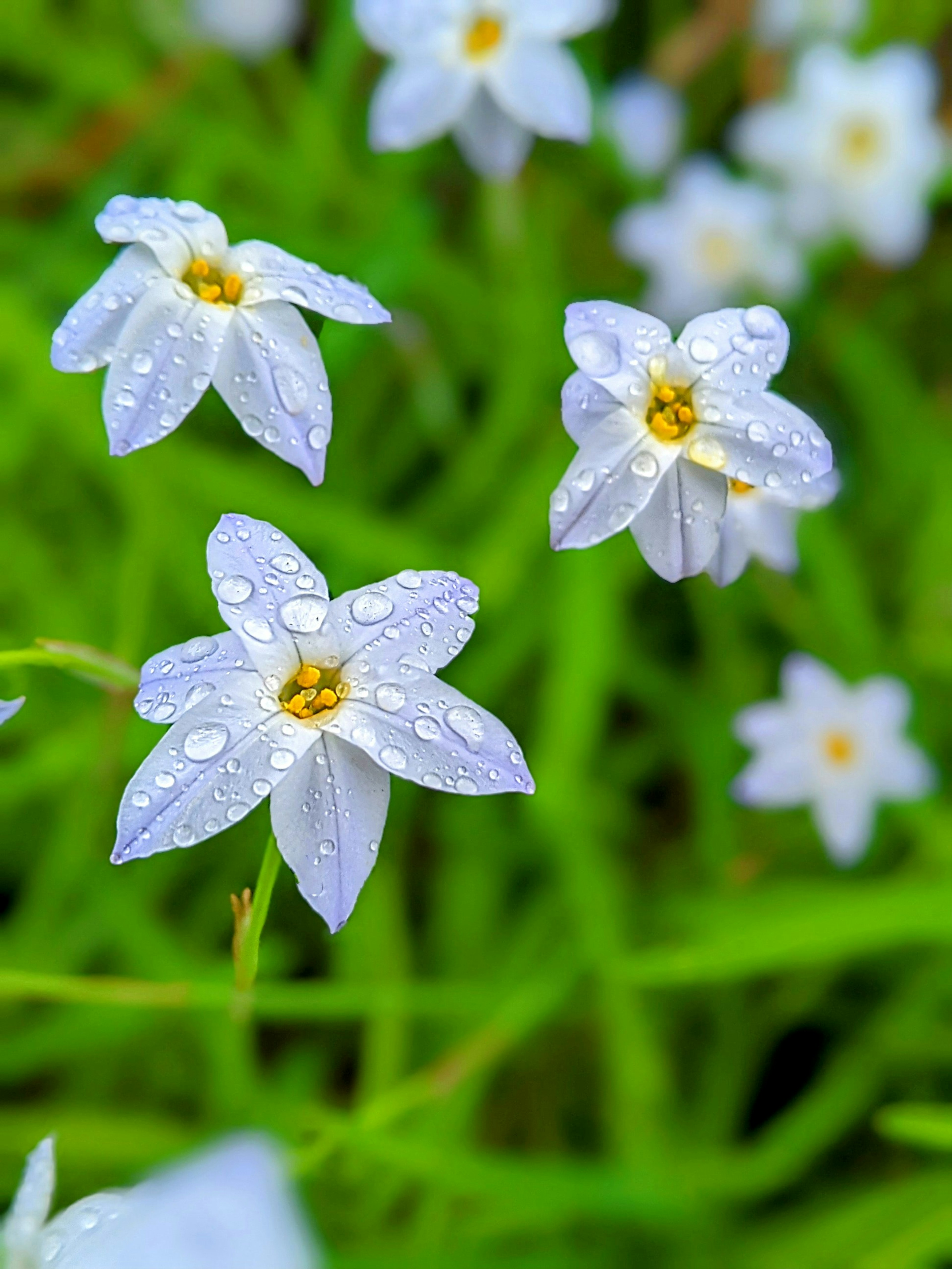 水滴のついた白い花が咲いている緑の背景の中で