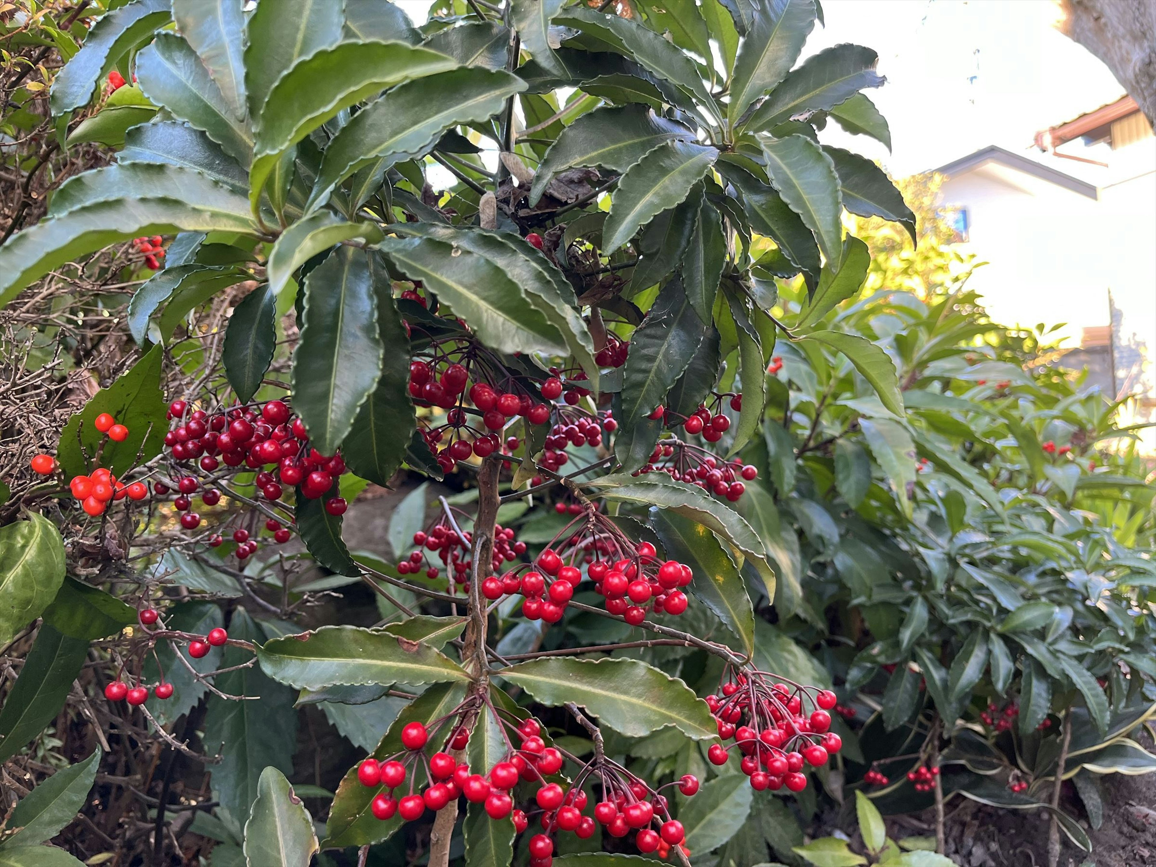 赤い実をつけた植物の茂み 緑の葉が茂っている