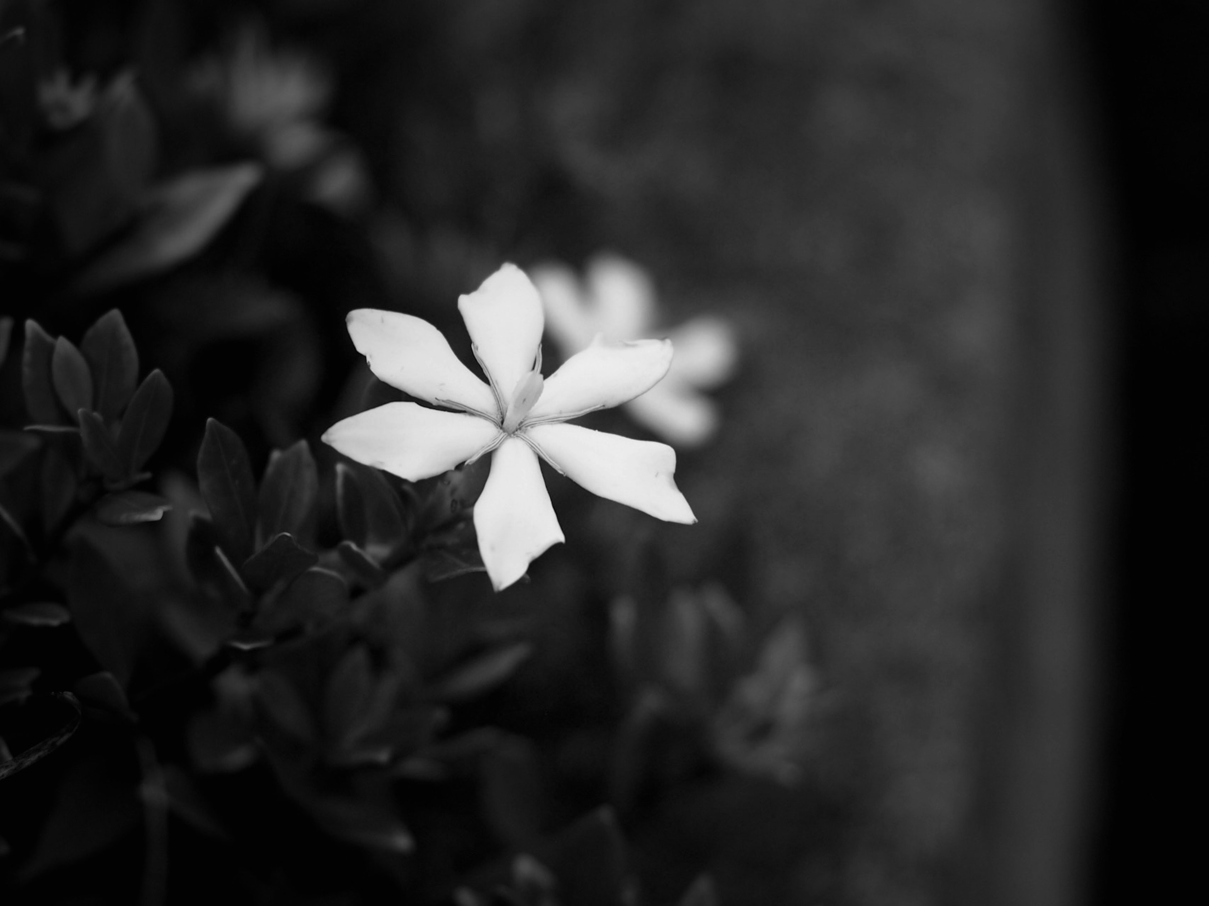 Fleur blanche unique sur feuillage sombre