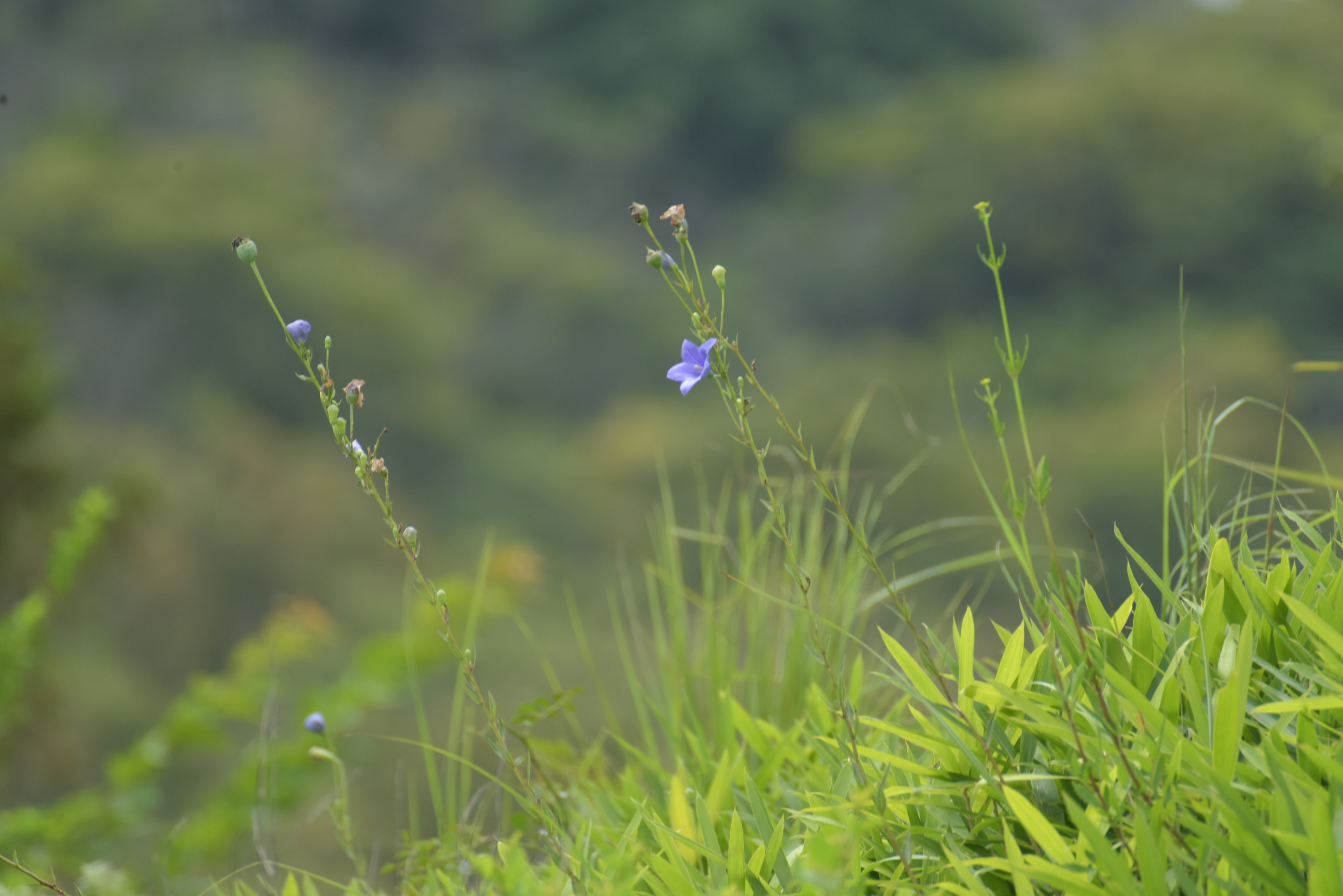 Un paisaje con flores azules entre la hierba verde