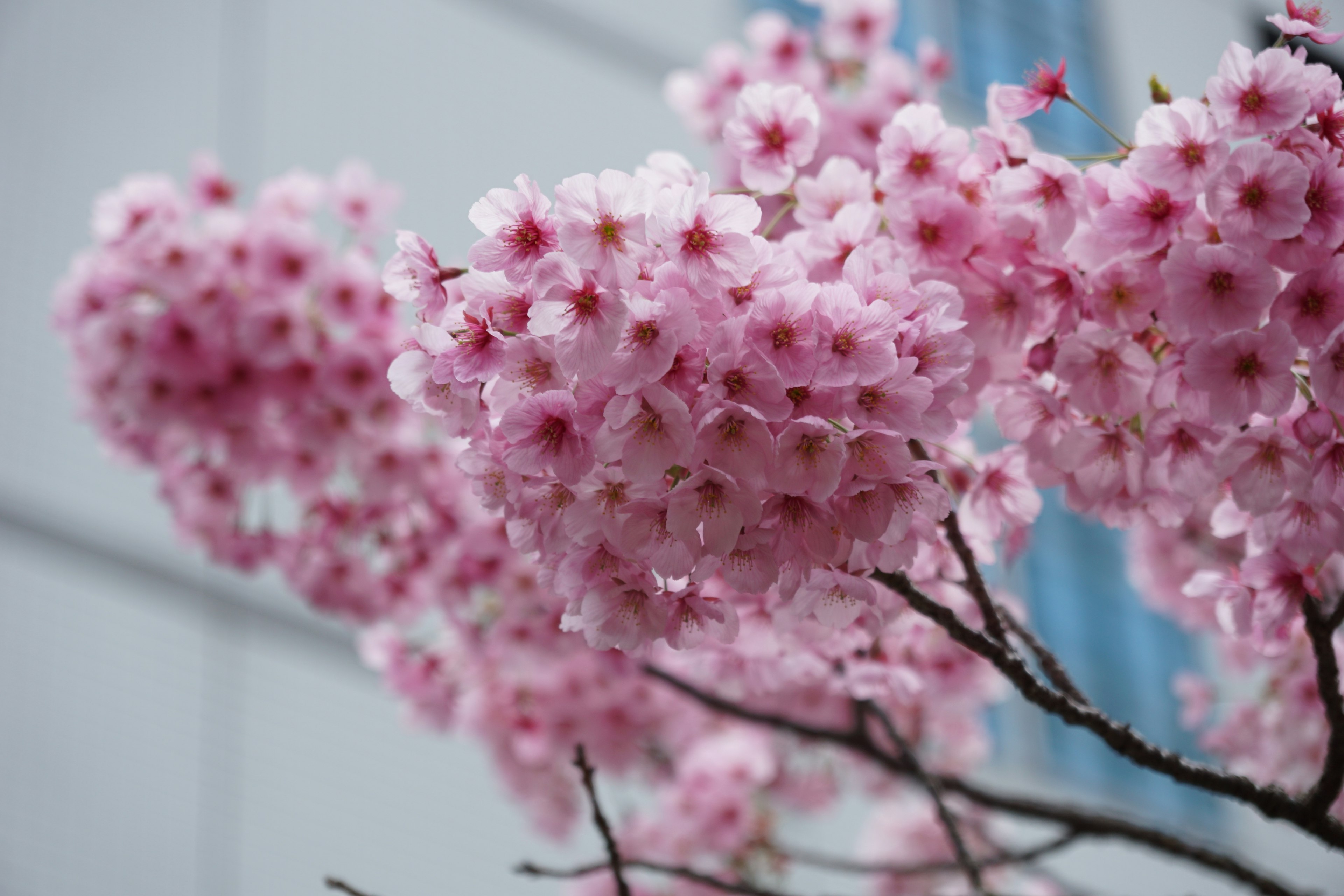 Kedekatan cabang bunga sakura dengan bunga merah muda