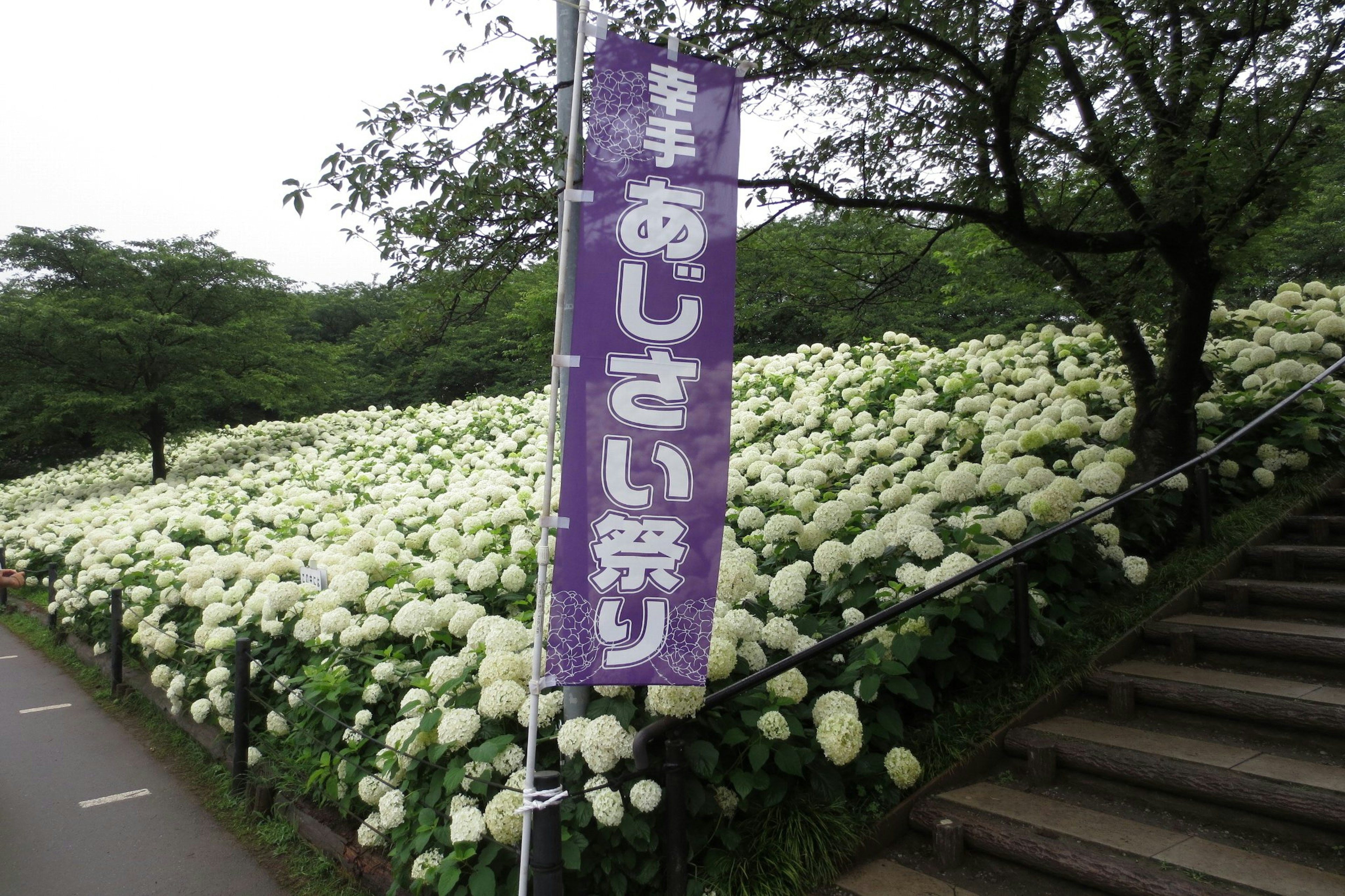 Striscione viola che annuncia il festival delle ortensie con fiori bianchi su un pendio