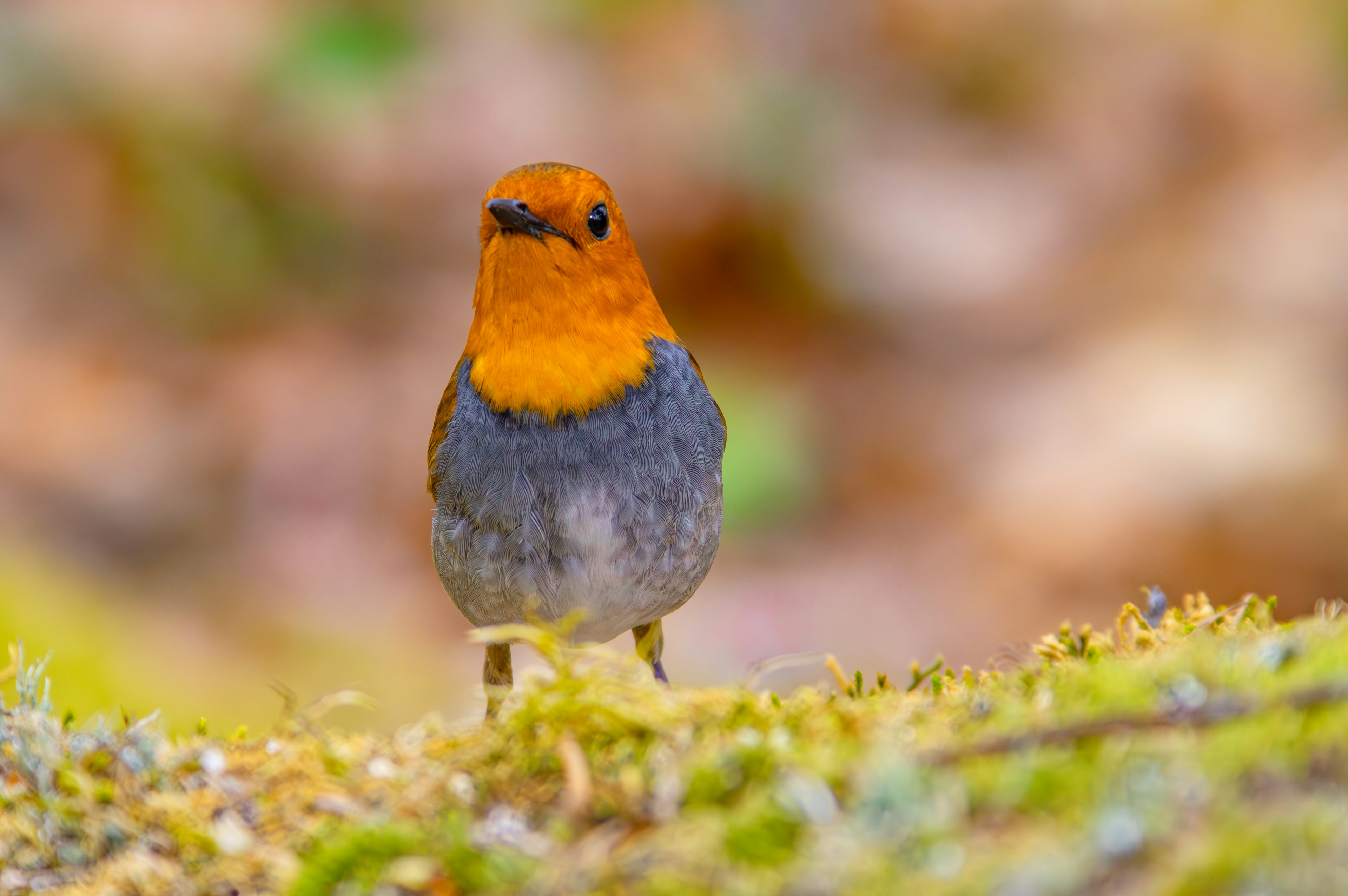 Ein kleiner Vogel mit orangefarbener Kopf steht auf Moos