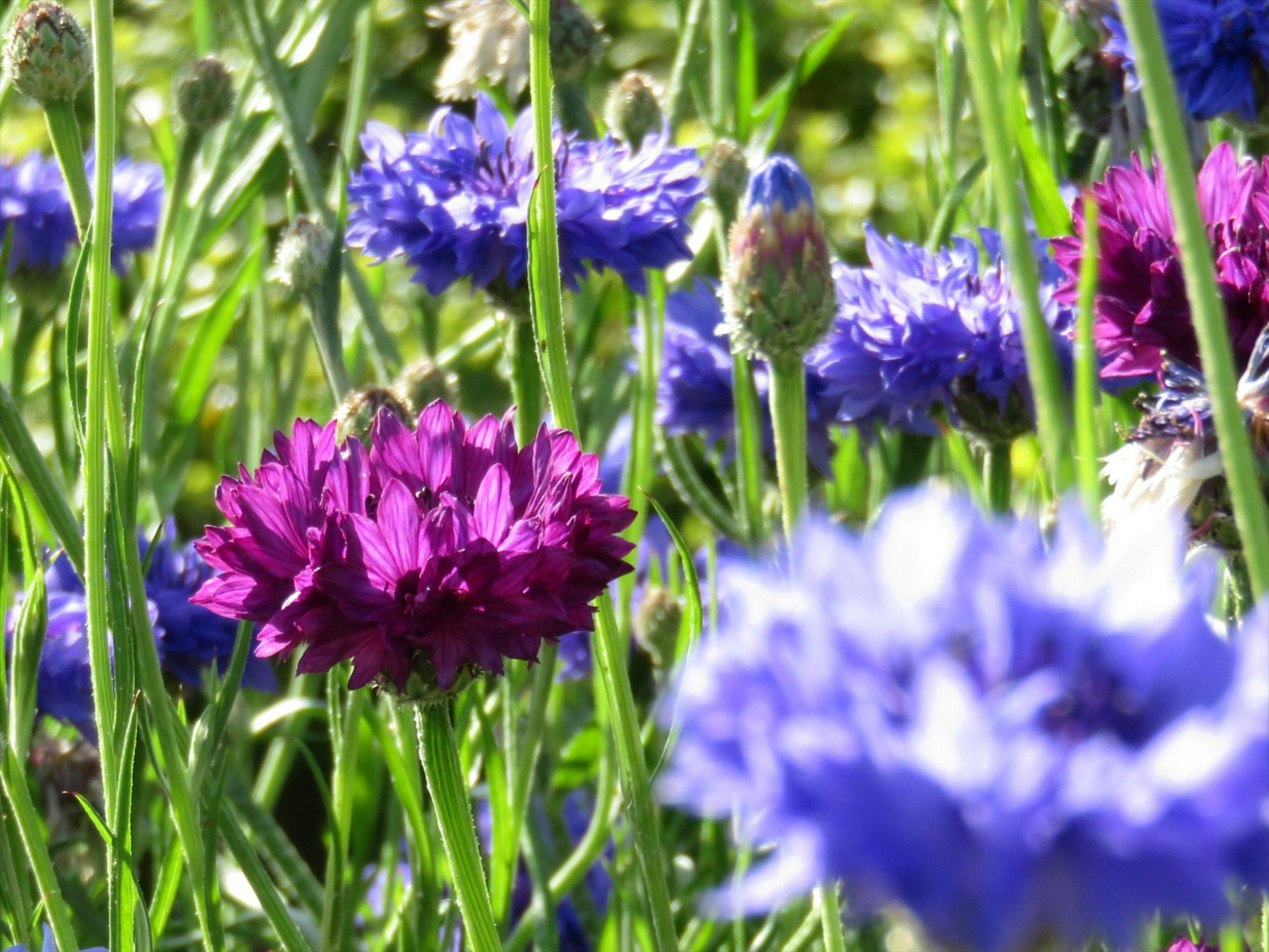 Fiori viola e blu che fioriscono in un prato verde