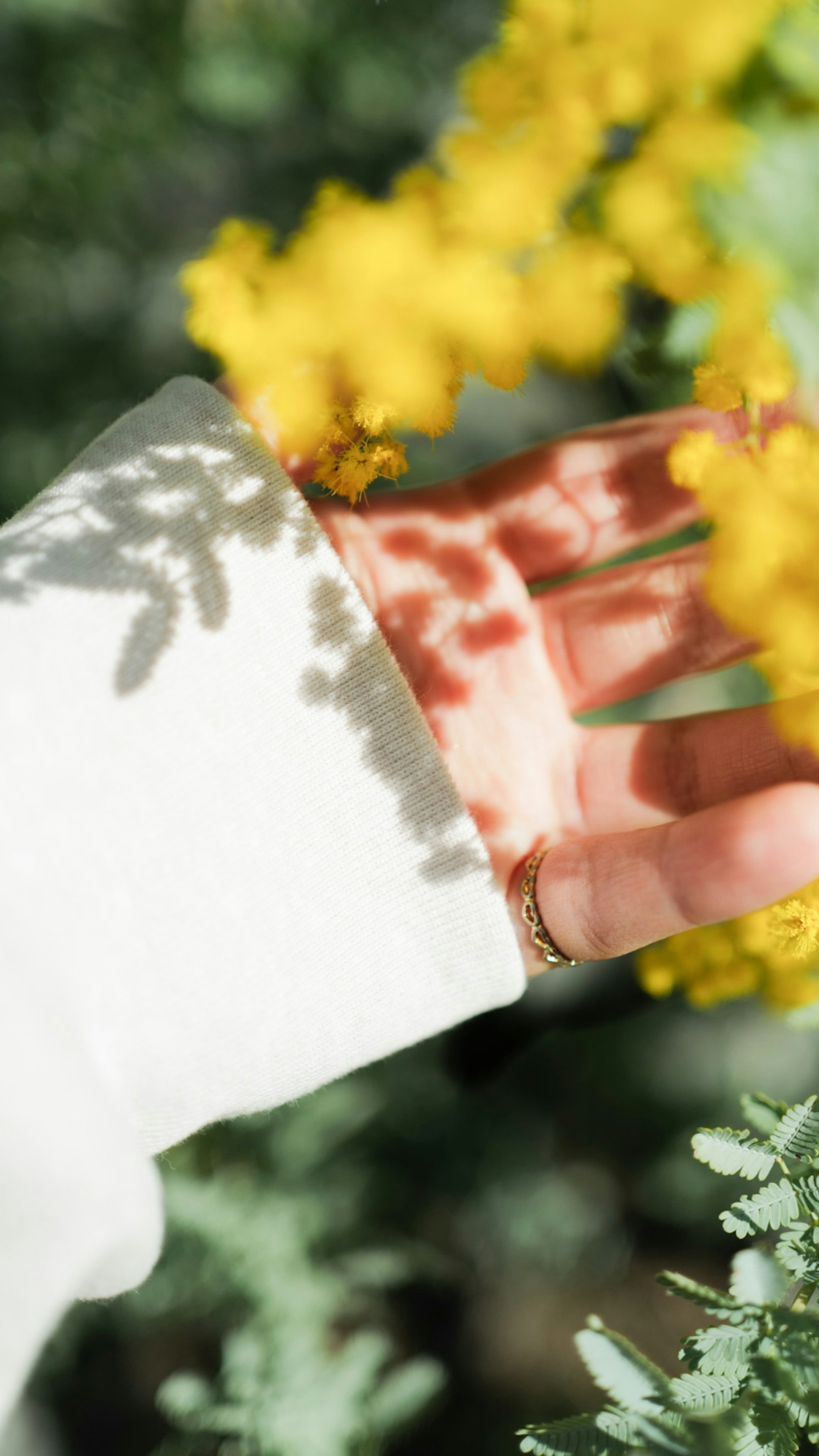 Eine Hand mit einem weißen Ärmel, die sich gelben Blumen nähert, mit einem geworfenen Schatten