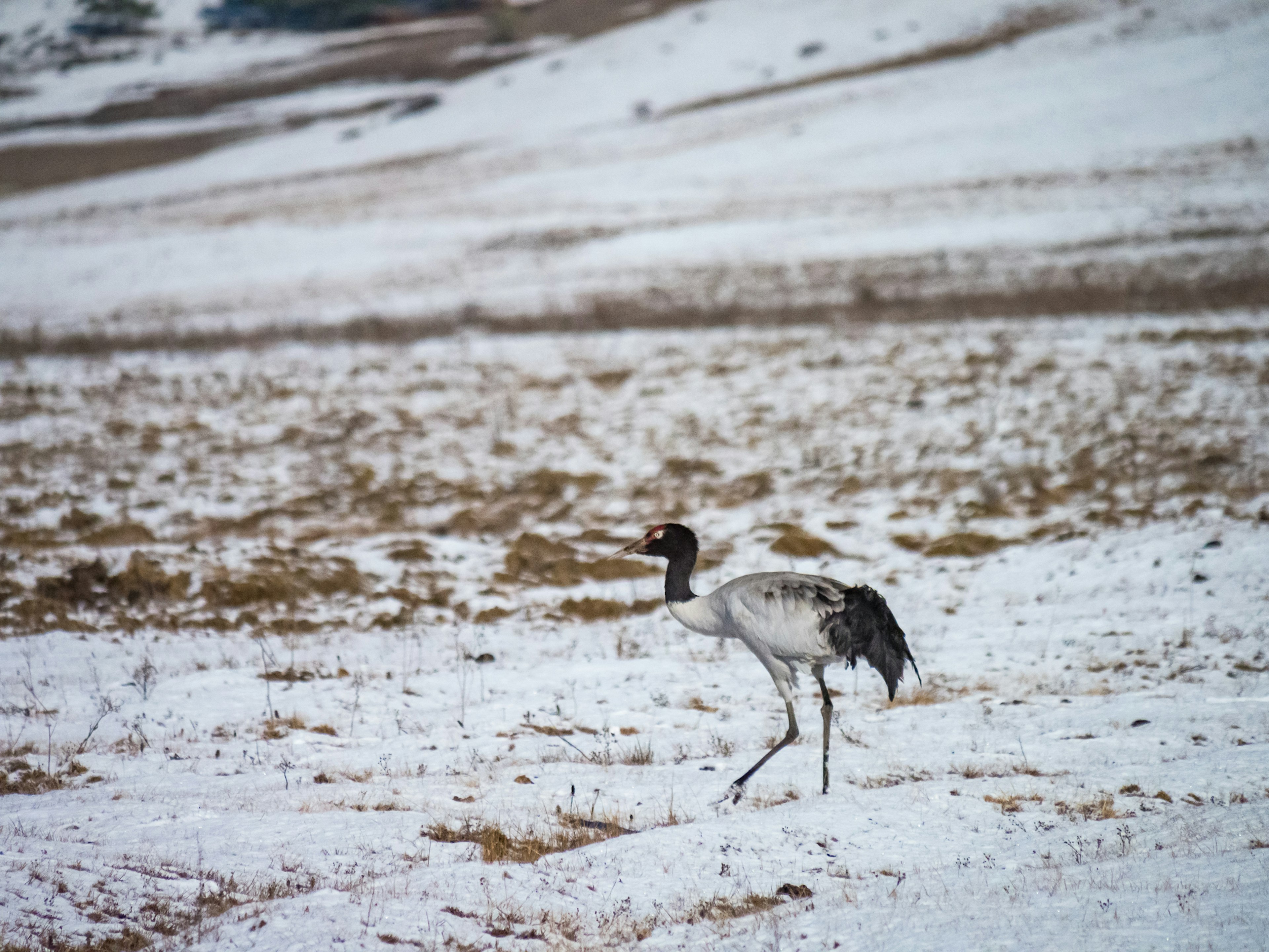 Una gru giapponese che cammina nella neve