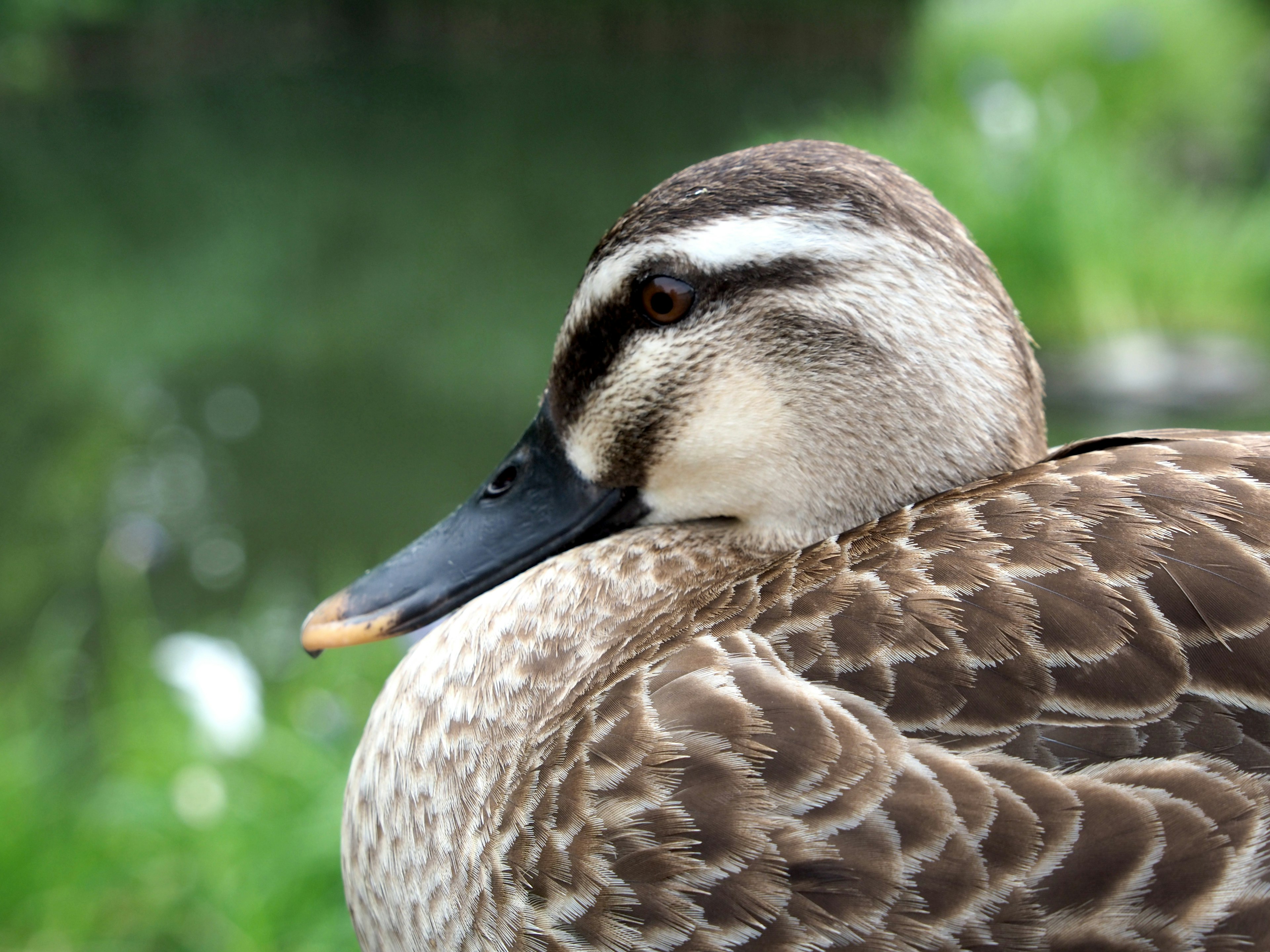 Nahaufnahme des Profils einer Ente am Wasser