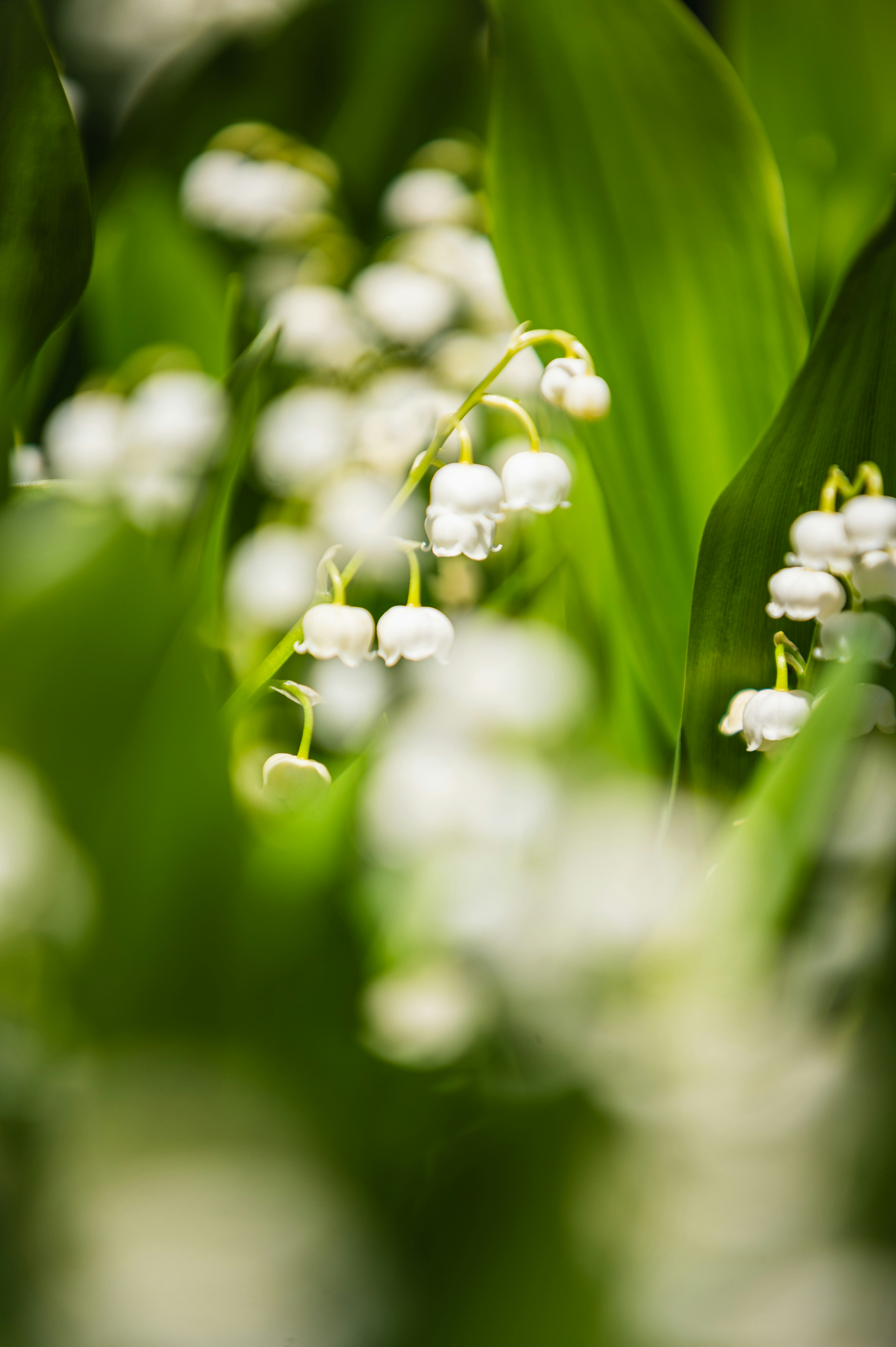 白いスズランの花が緑の葉の間から見える柔らかな画像