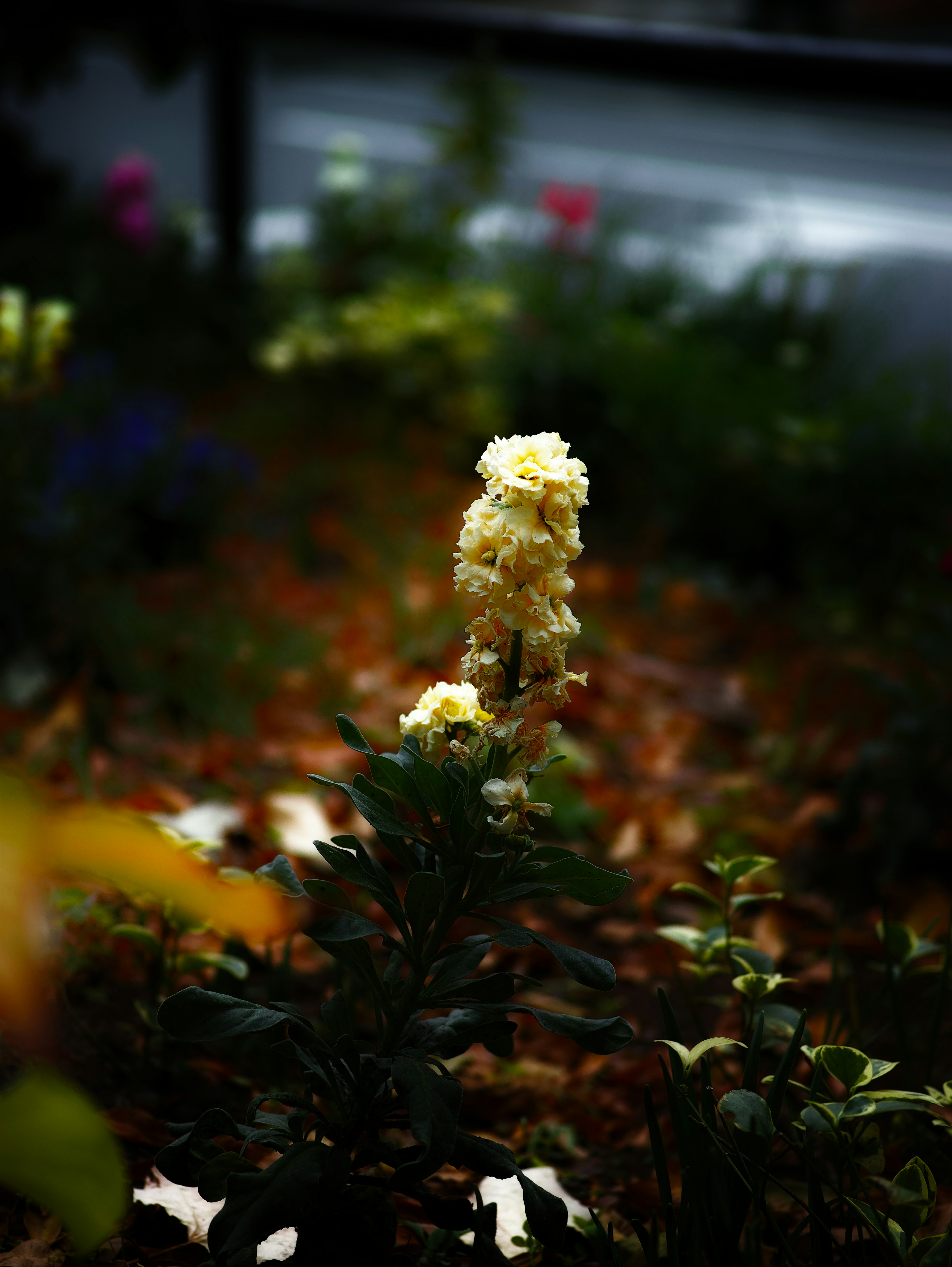 暗い背景に立つ黄色い花の茎と周囲の緑の葉