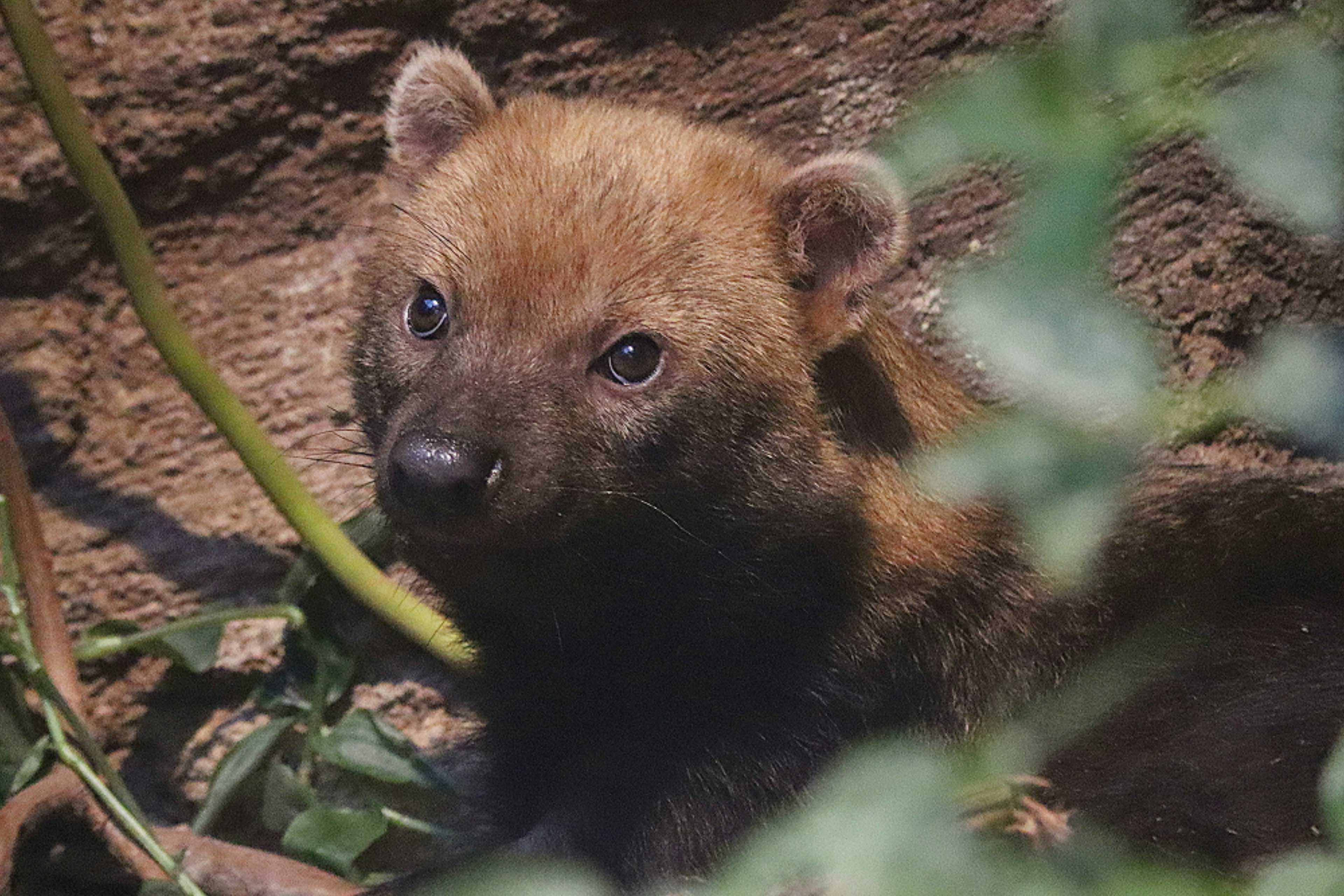 L'image montre un petit animal brun près d'un arbre. Il a un pelage duveteux et de grands yeux expressifs