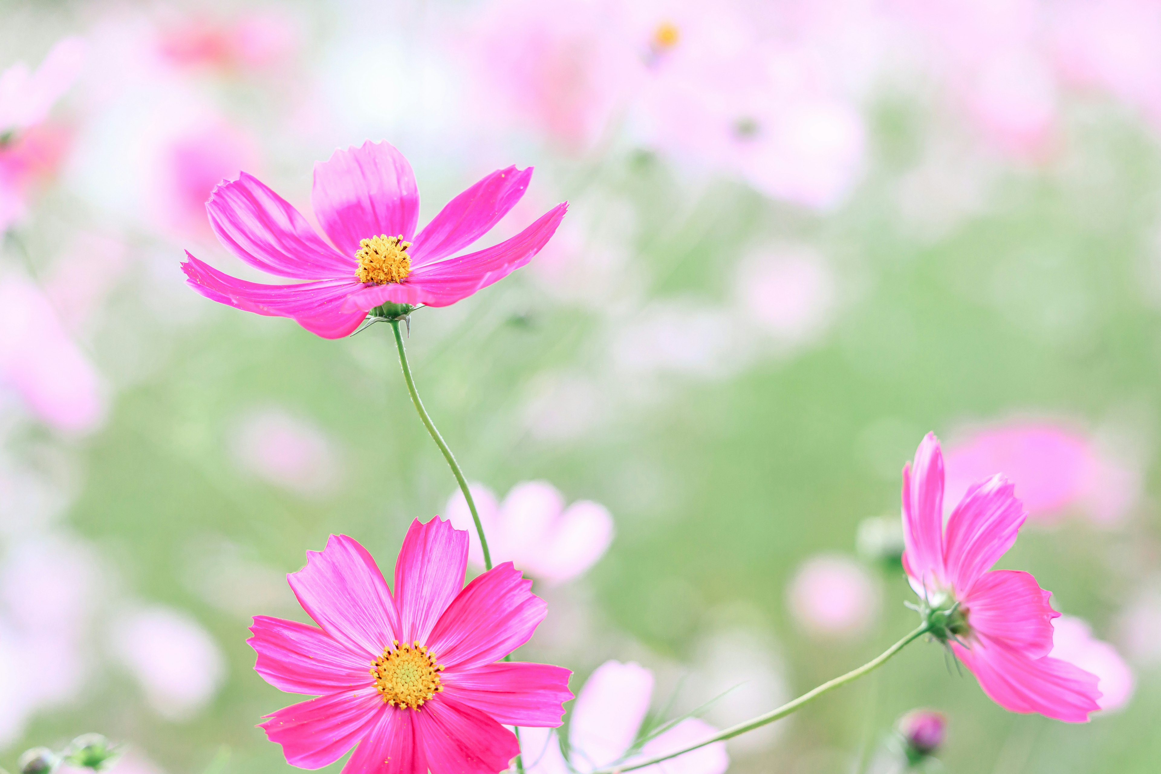 Primo piano di fiori rosa vivaci su uno sfondo morbido