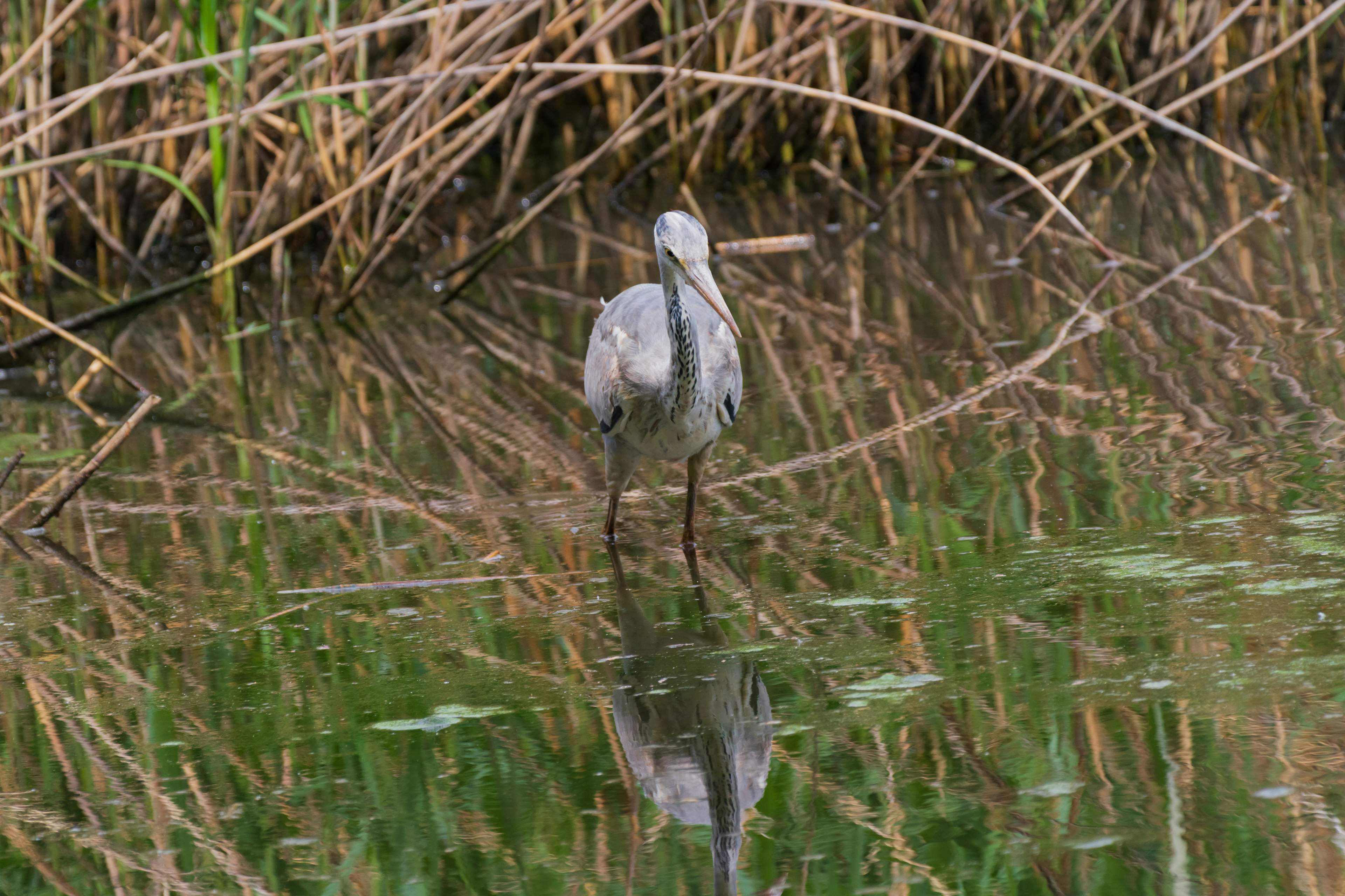 Un héron debout près de l'eau avec des reflets et des herbes environnantes