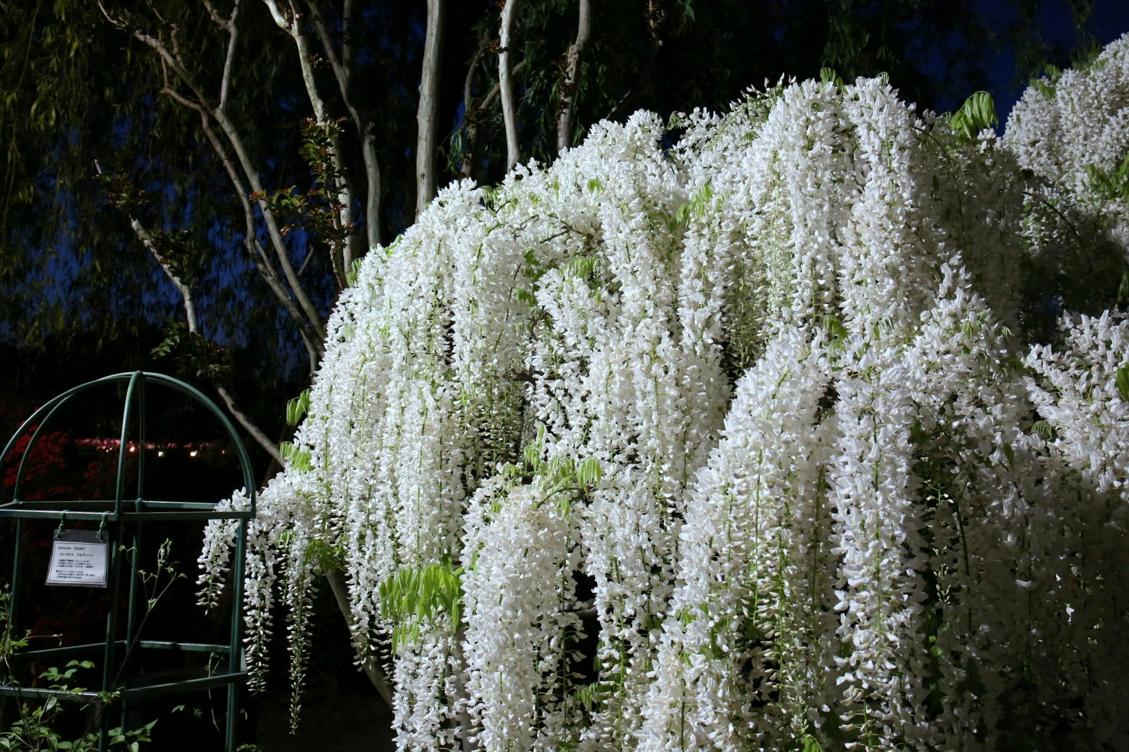 Hermosas flores de glicinia blancas cayendo por la noche