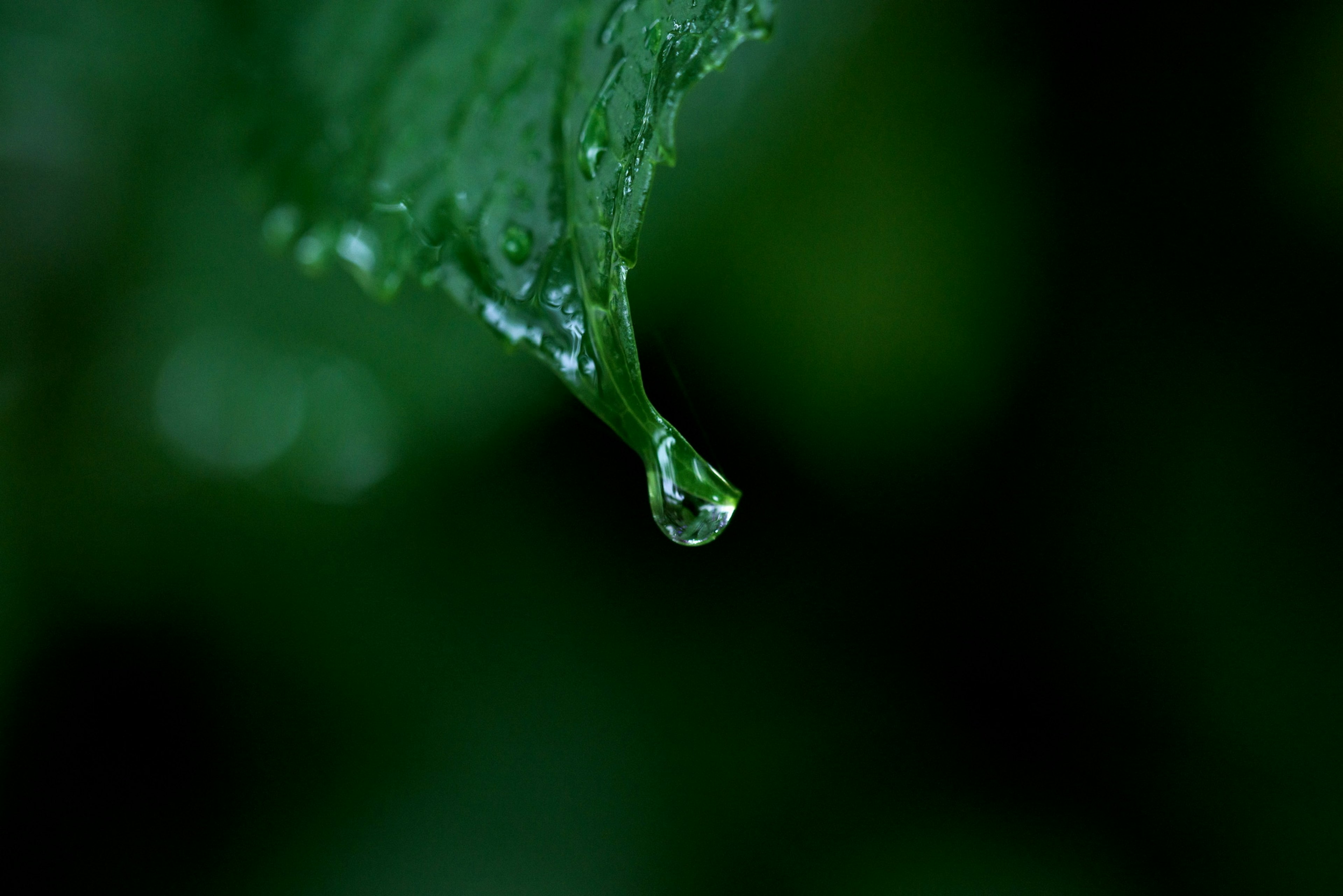 Nahaufnahme eines Wassertropfens, der von einem grünen Blatt hängt