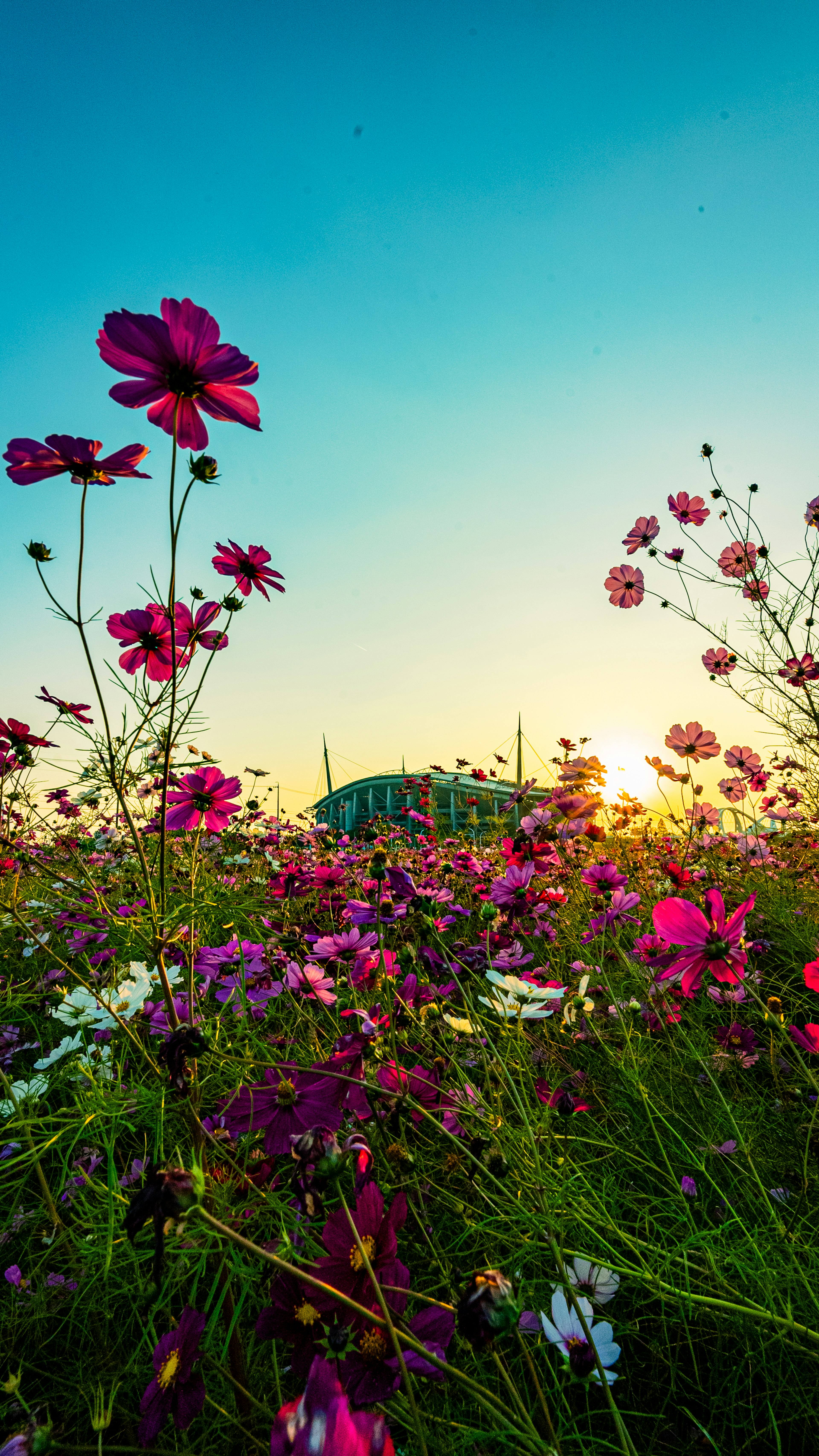 色とりどりの花々が咲く野原の風景と青空