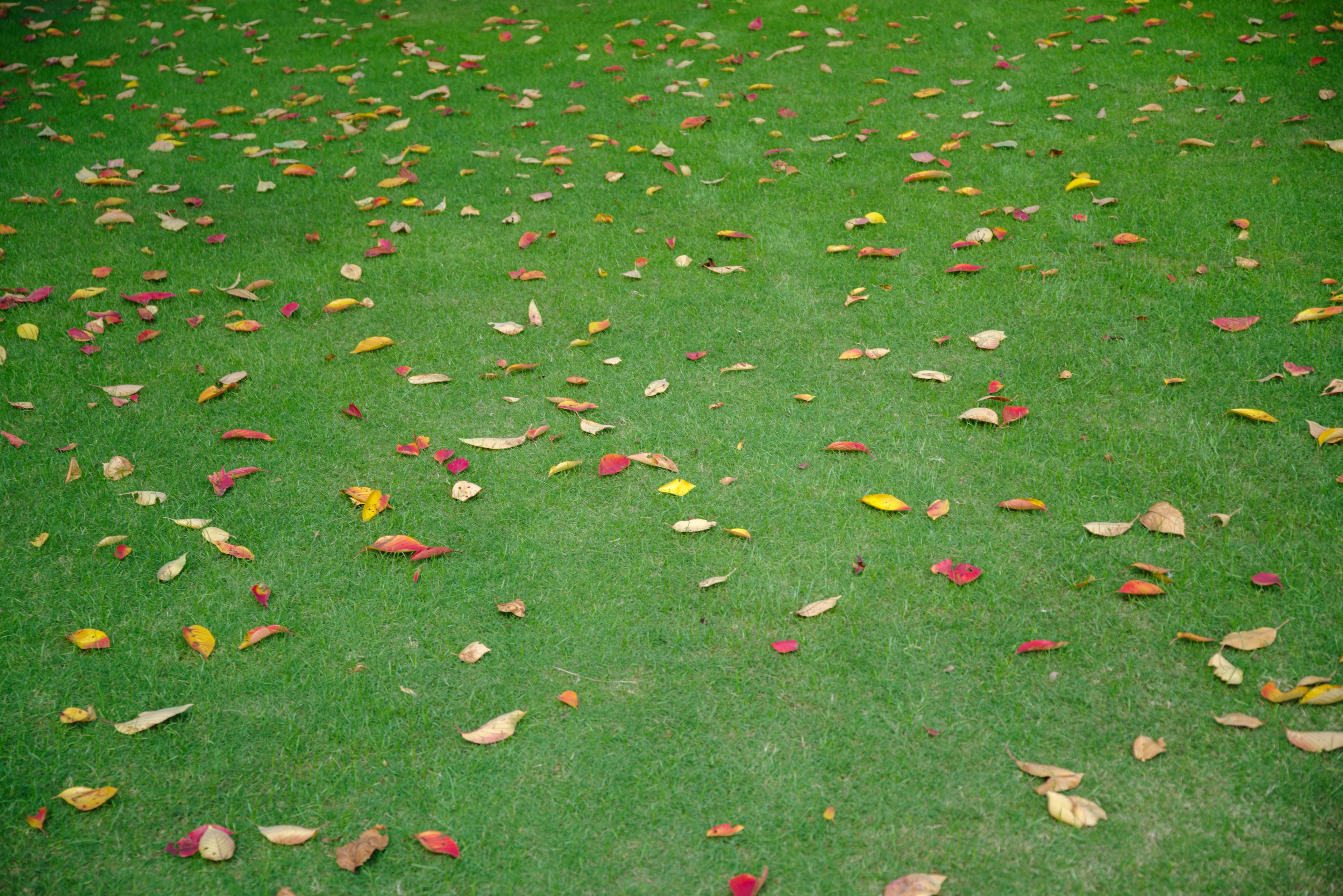 Colorful autumn leaves scattered on green grass