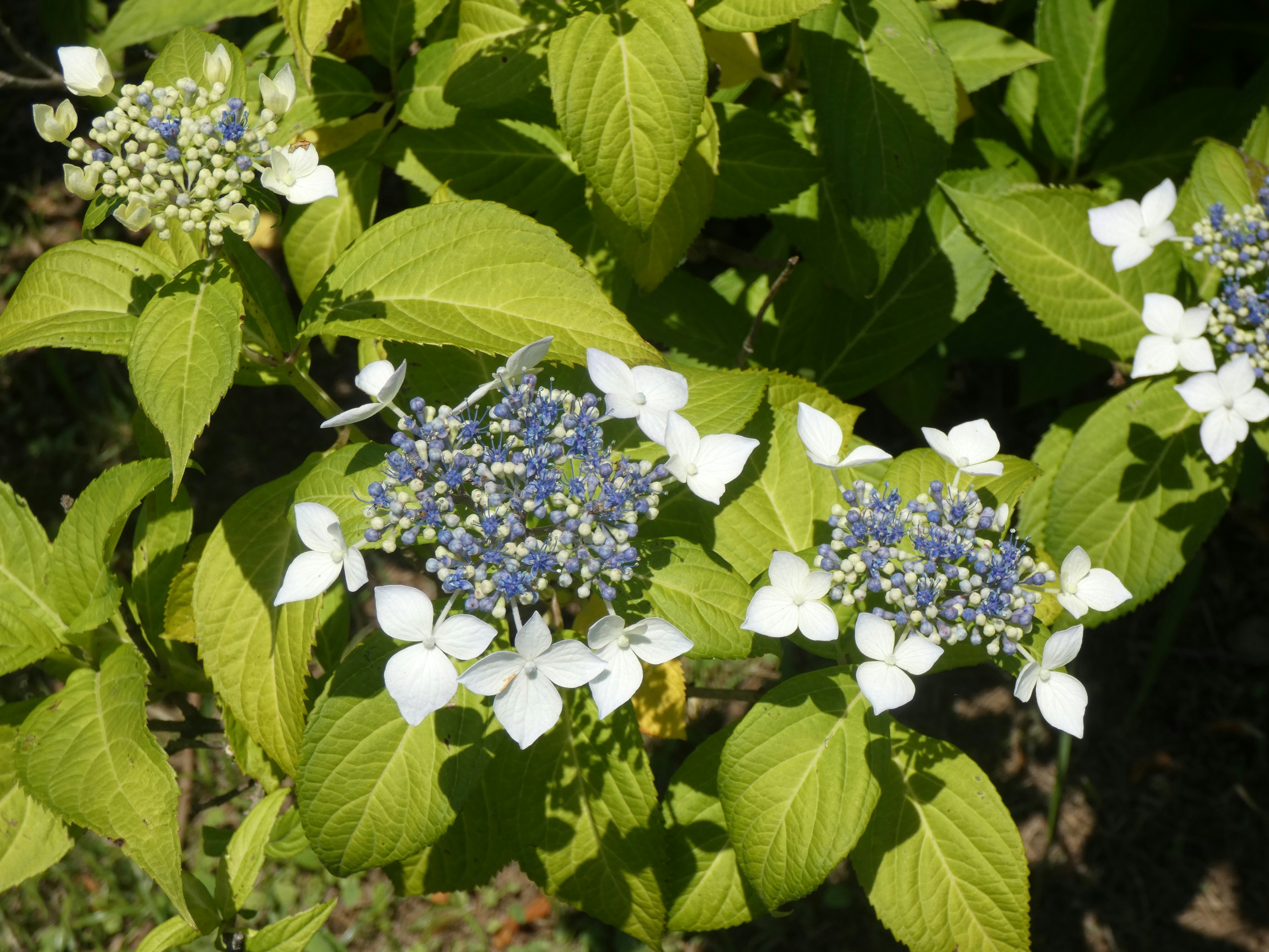 青い中心の花と白い花びらを持つハイドランジアの花