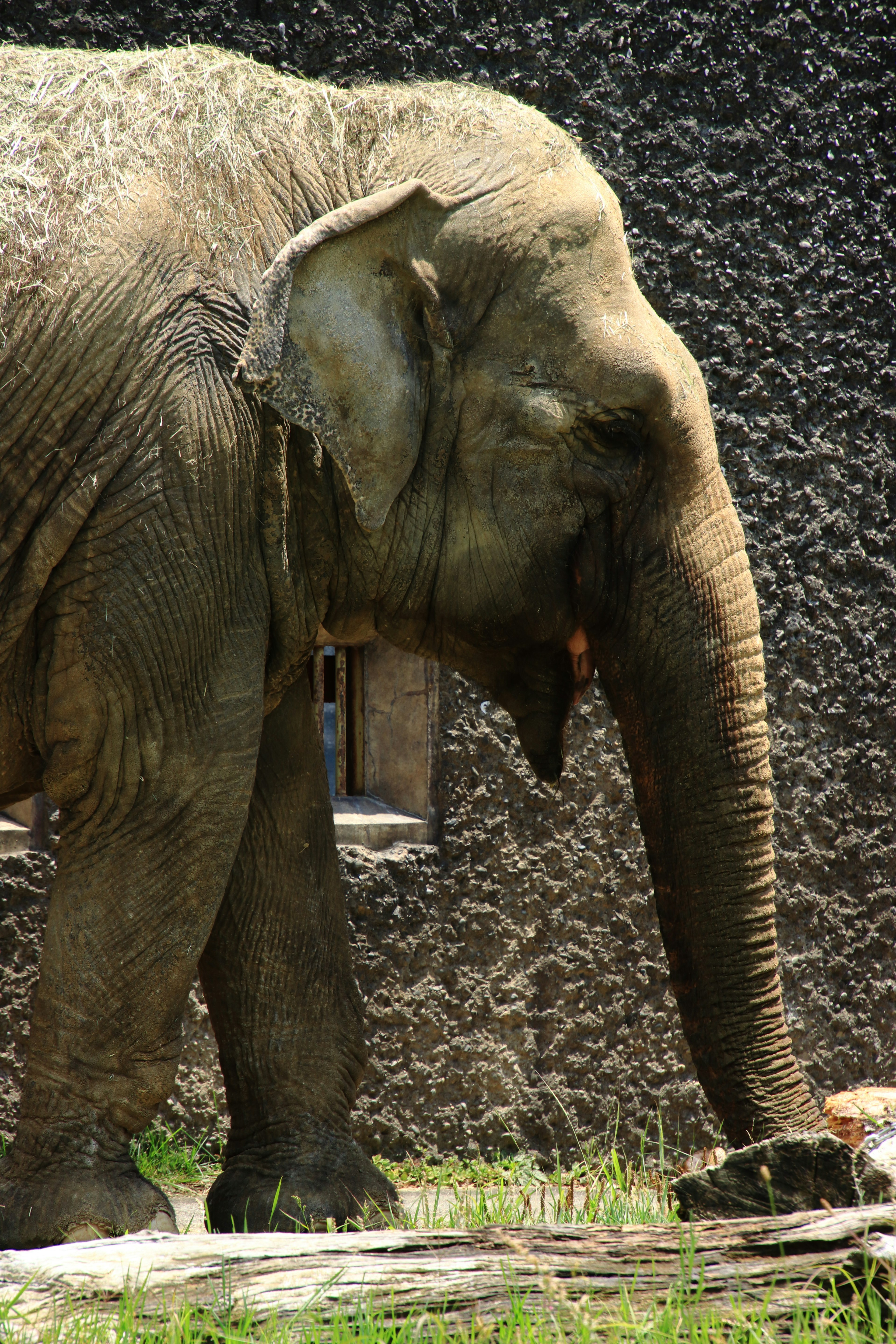 Un elefante de zoológico comiendo hierba