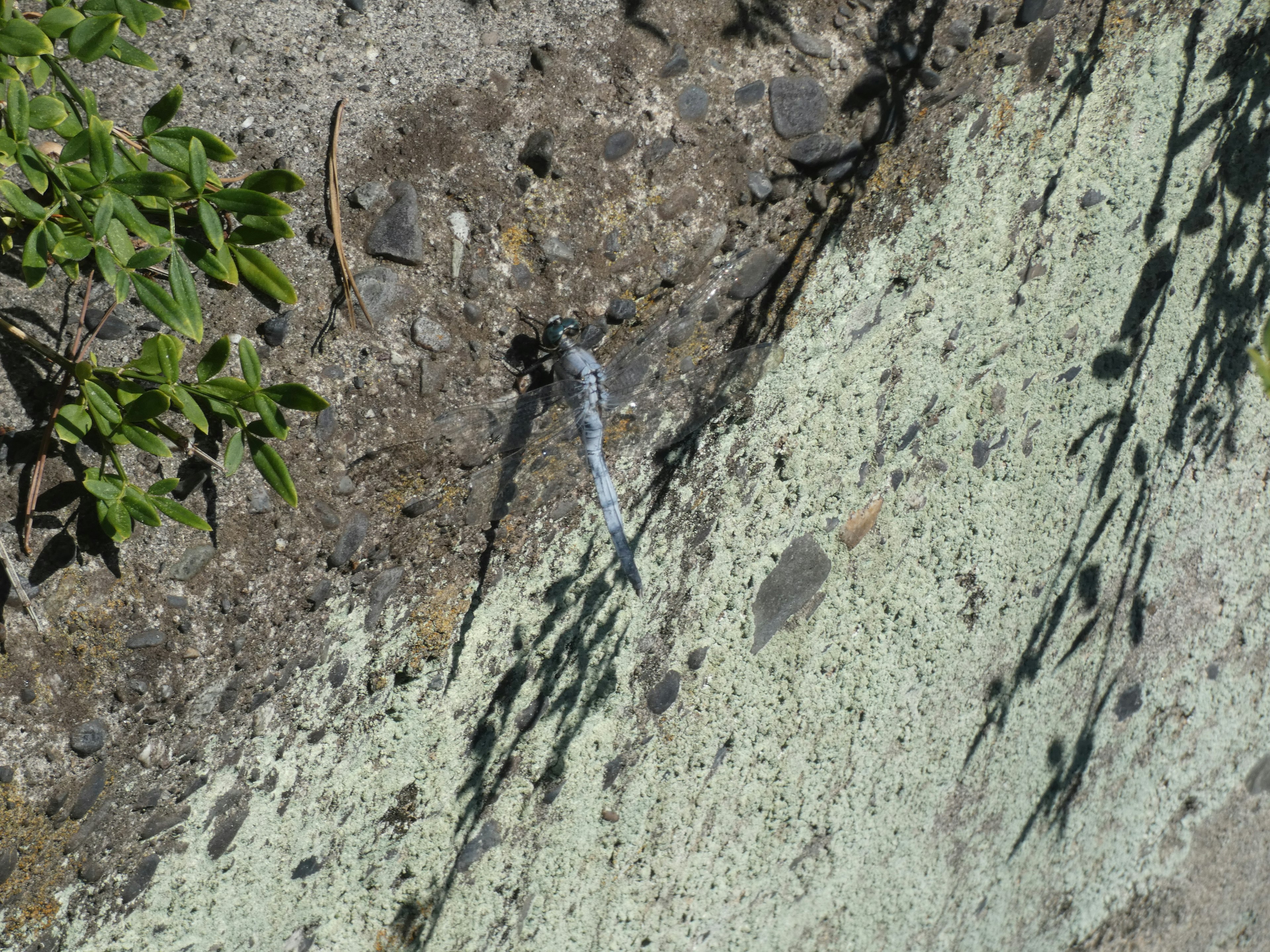 Un piccolo insetto blu su una superficie di cemento circondata da erba