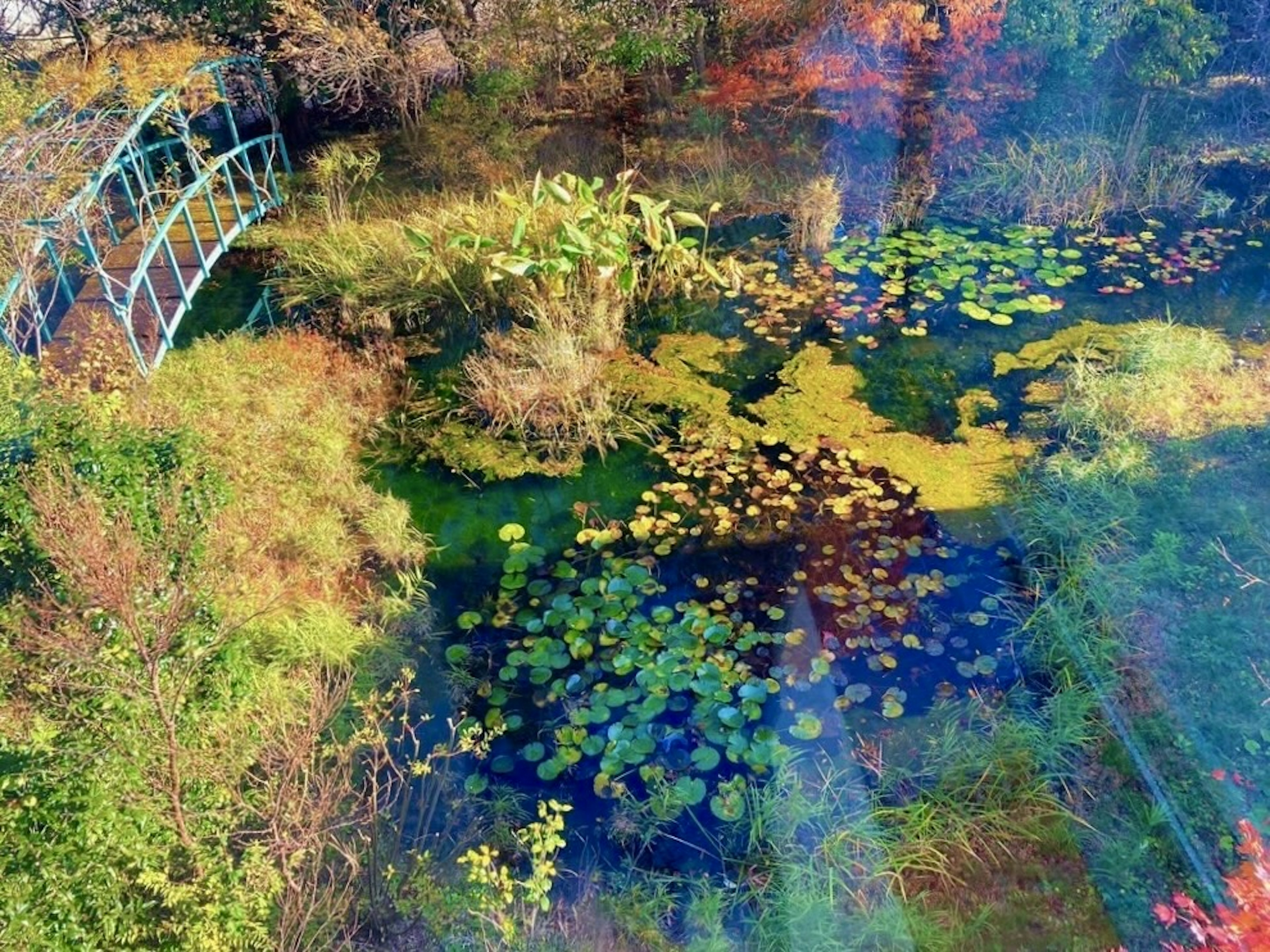 Vista aérea de un estanque tranquilo con un puente azul y plantas acuáticas