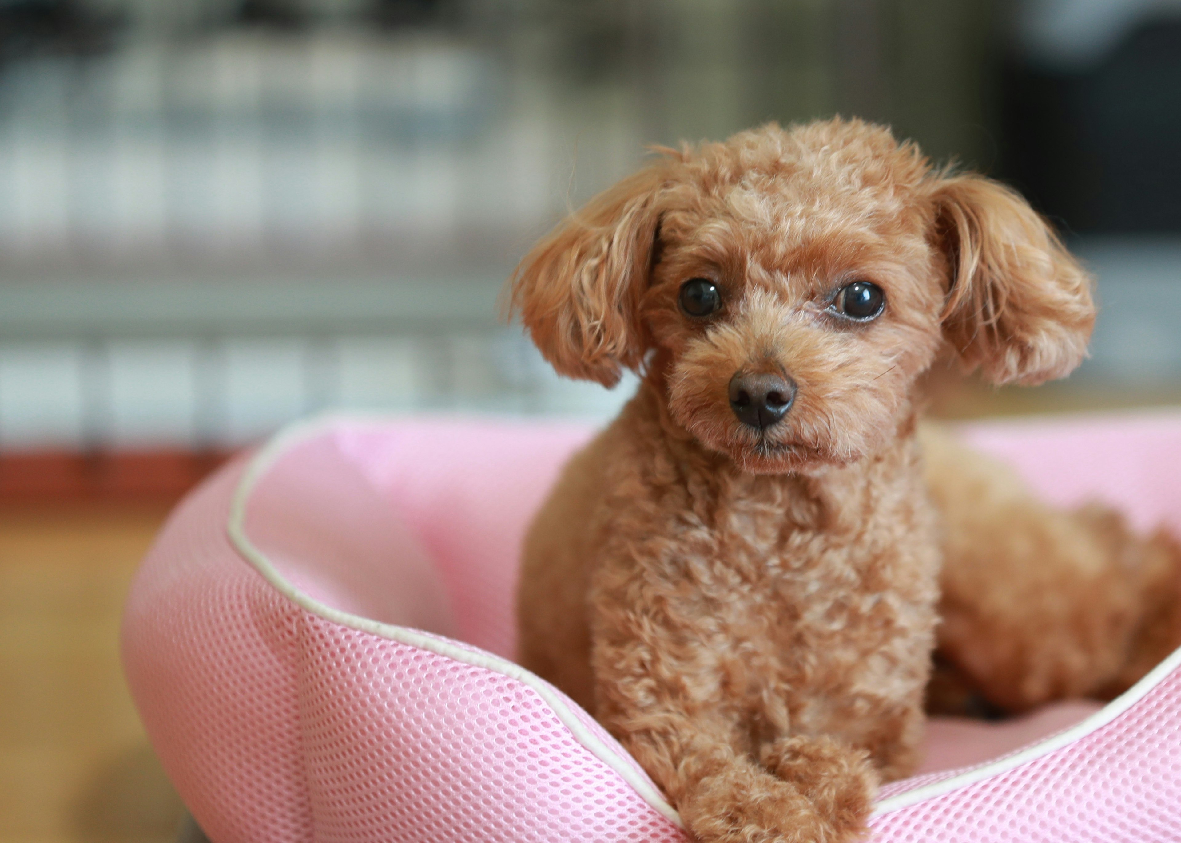 A brown toy poodle sitting in a pink bed with a cute expression and fluffy fur