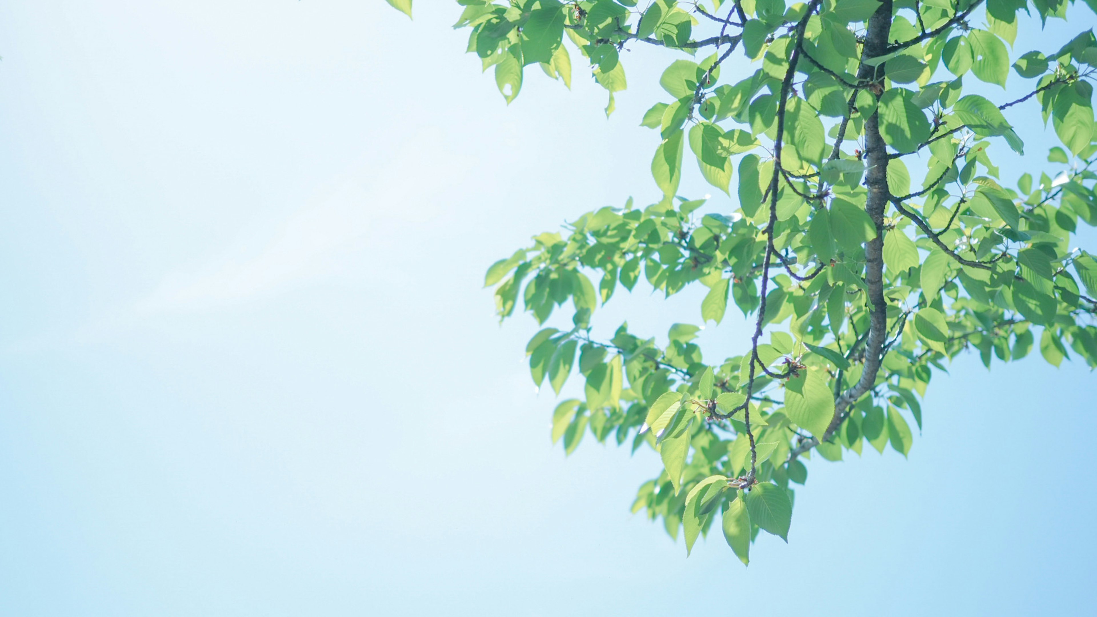 Beautiful natural scene with green leaves against a blue sky