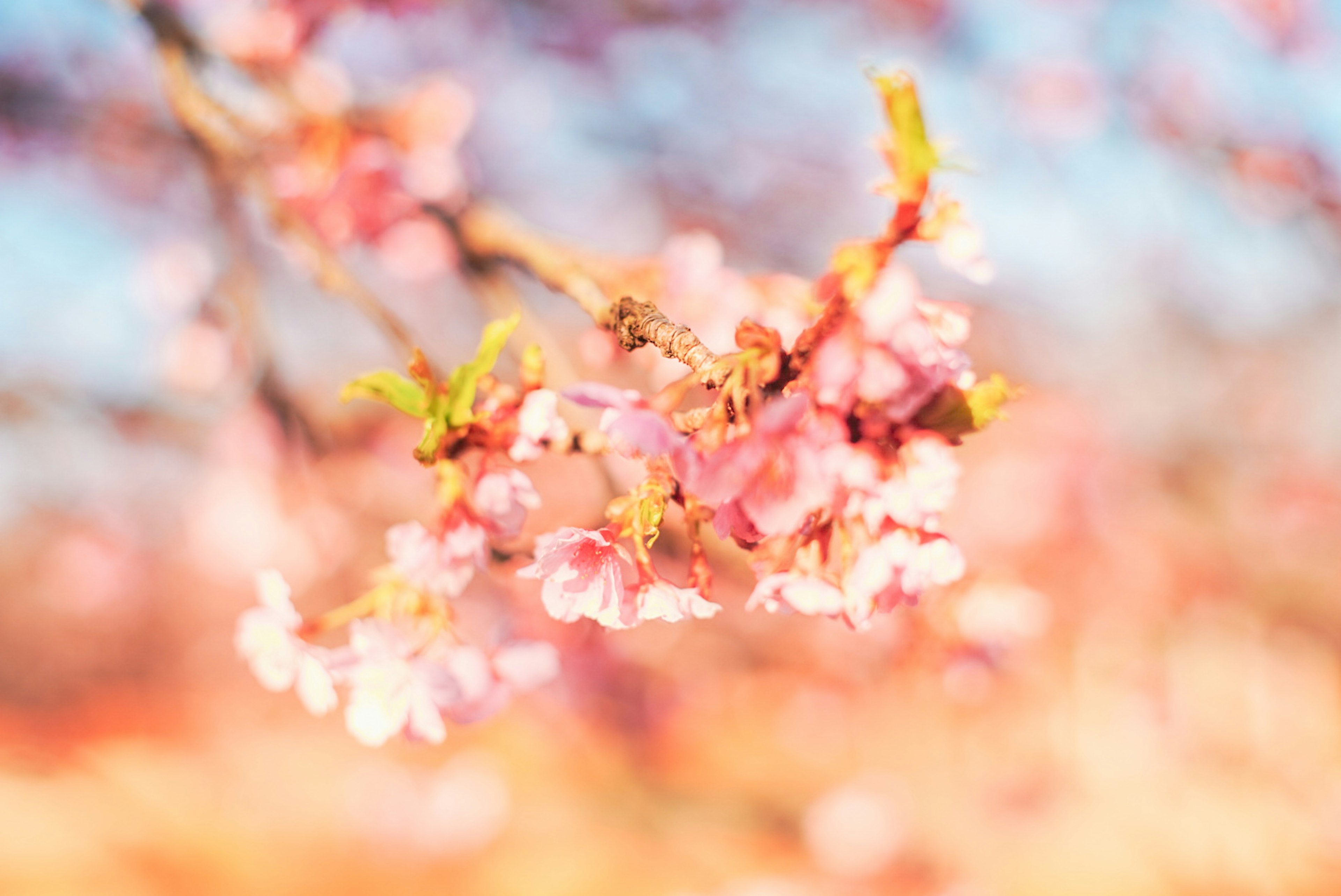 Beautiful image of cherry blossoms with a blurred background in spring