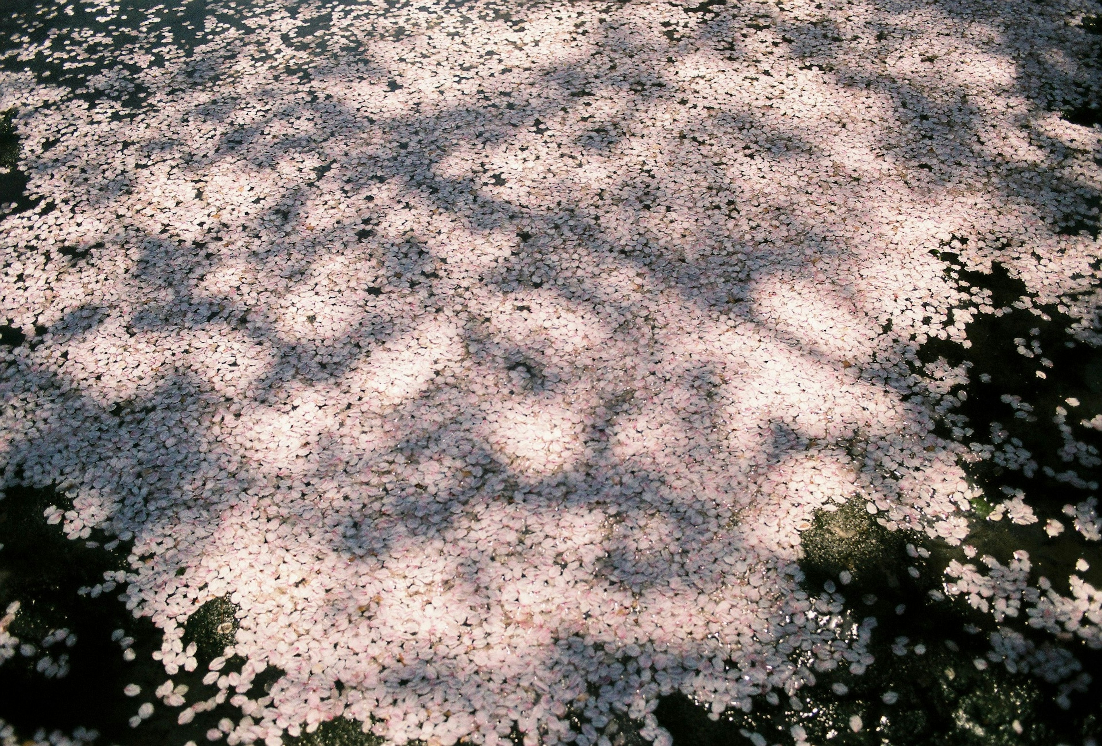 Scattered cherry blossom petals on the ground with shadow patterns