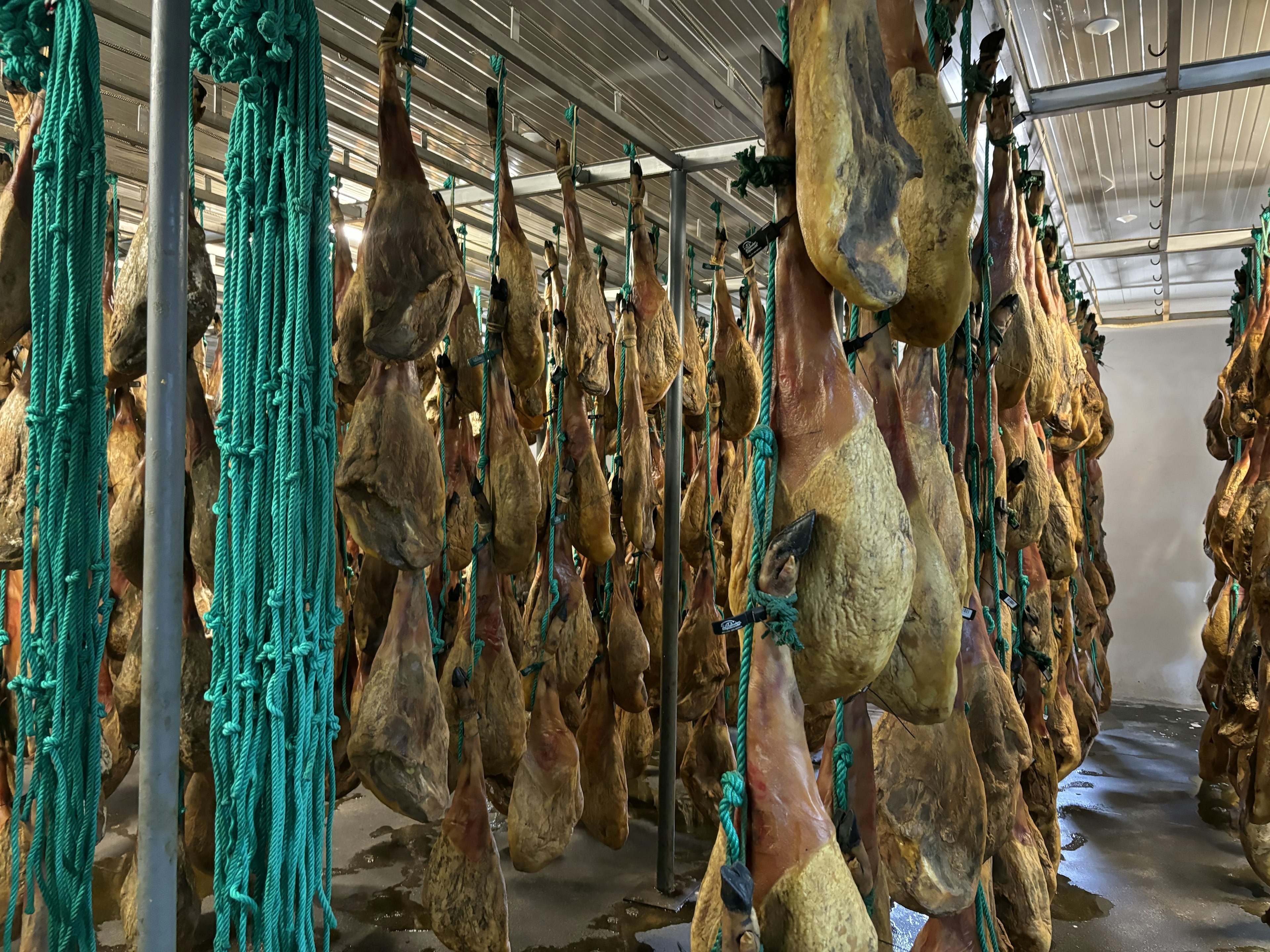 Interior of a drying room with hanging hams