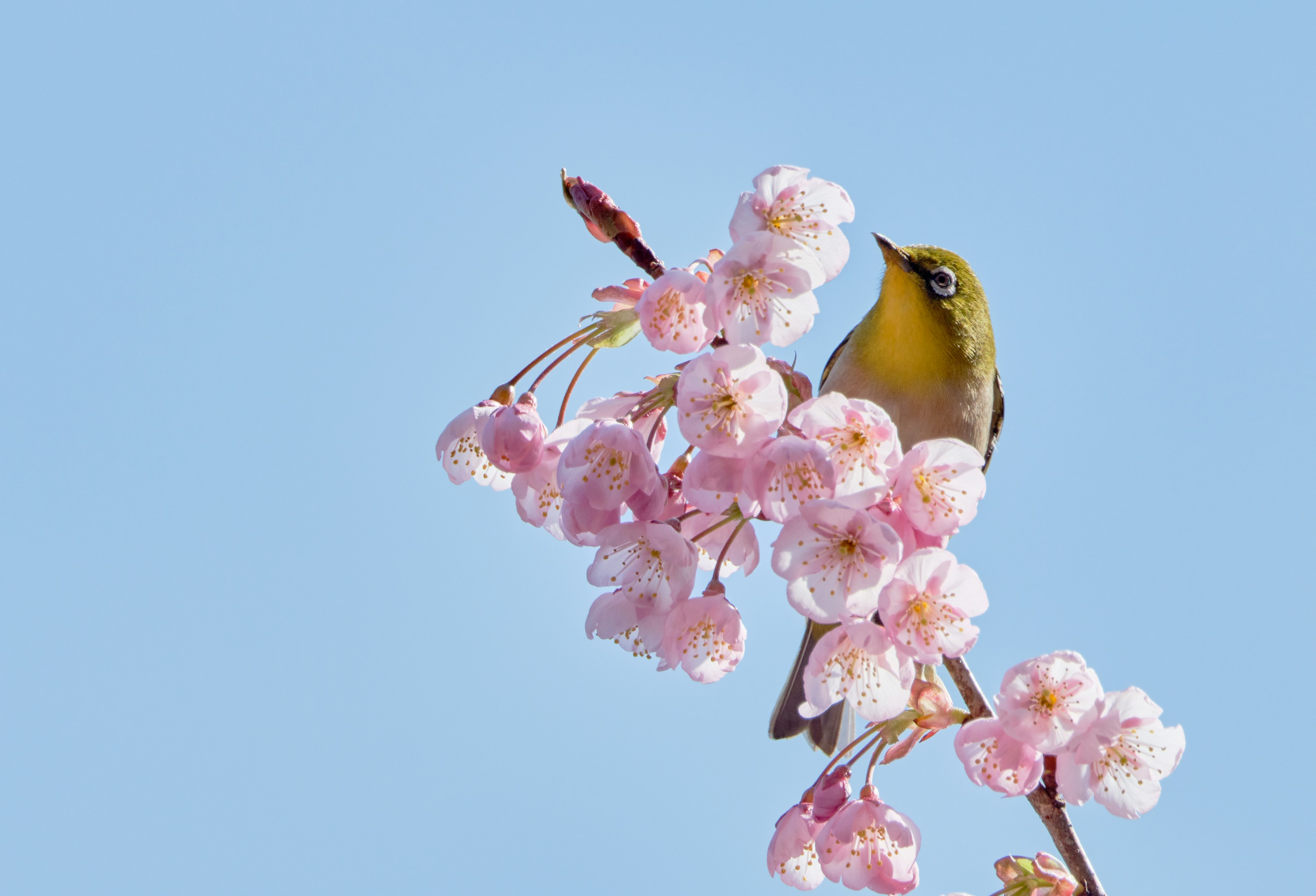 Un piccolo uccello vicino ai fiori di ciliegio con uno sfondo di cielo blu