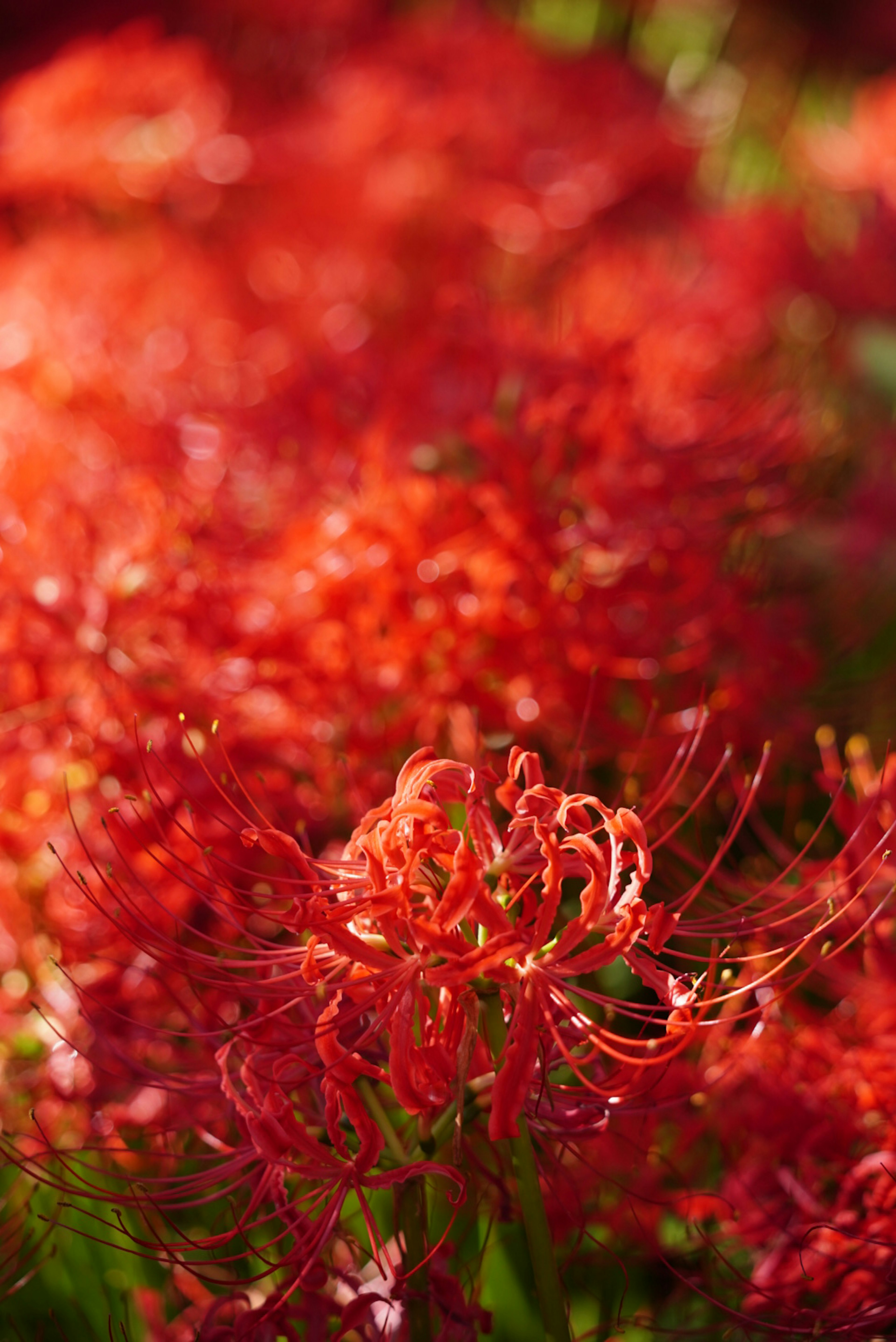 Vibrant red spider lilies blooming in a natural setting