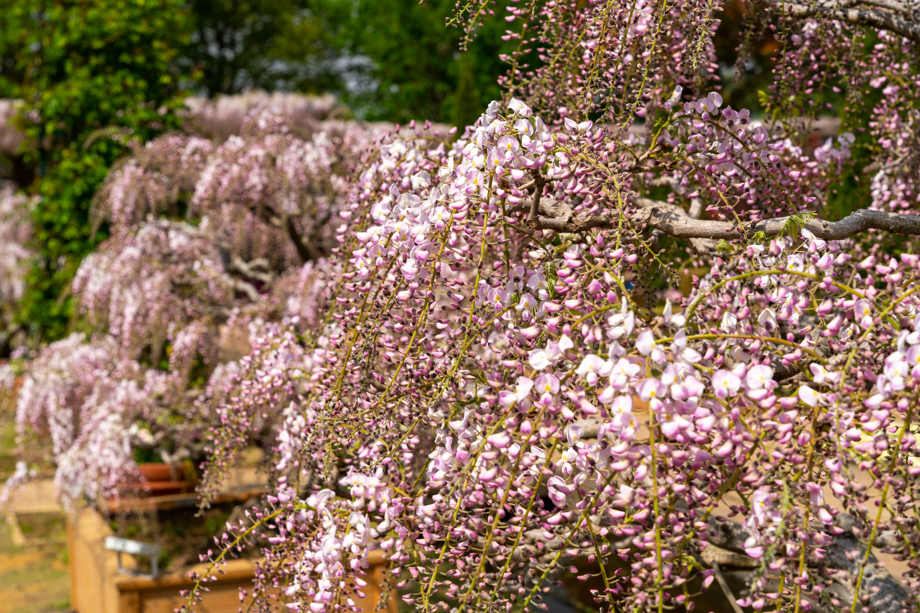 淡いピンク色の花が咲く藤の木が並ぶ風景