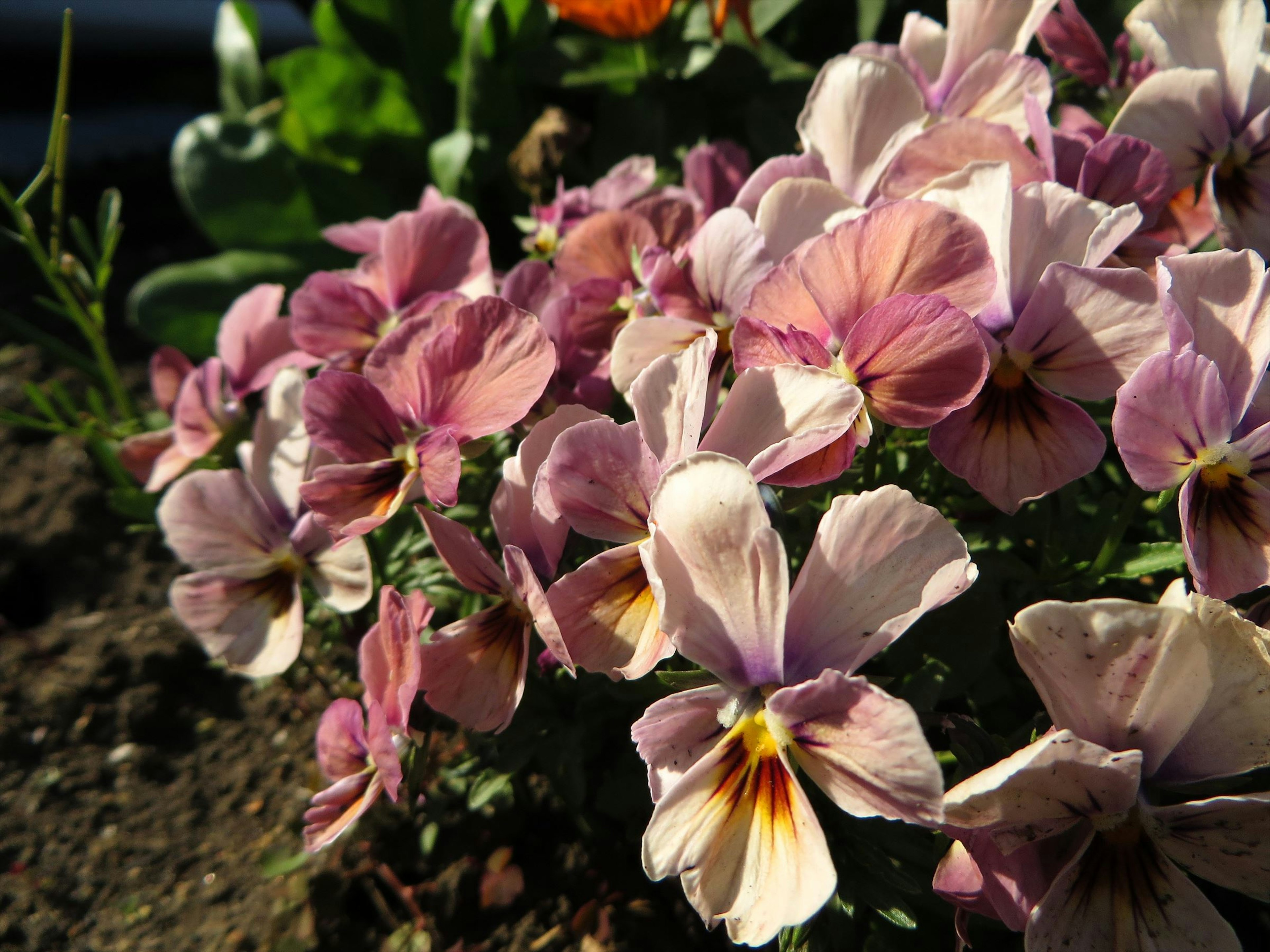 Primo piano di fiori rosa e viola delicati in un giardino