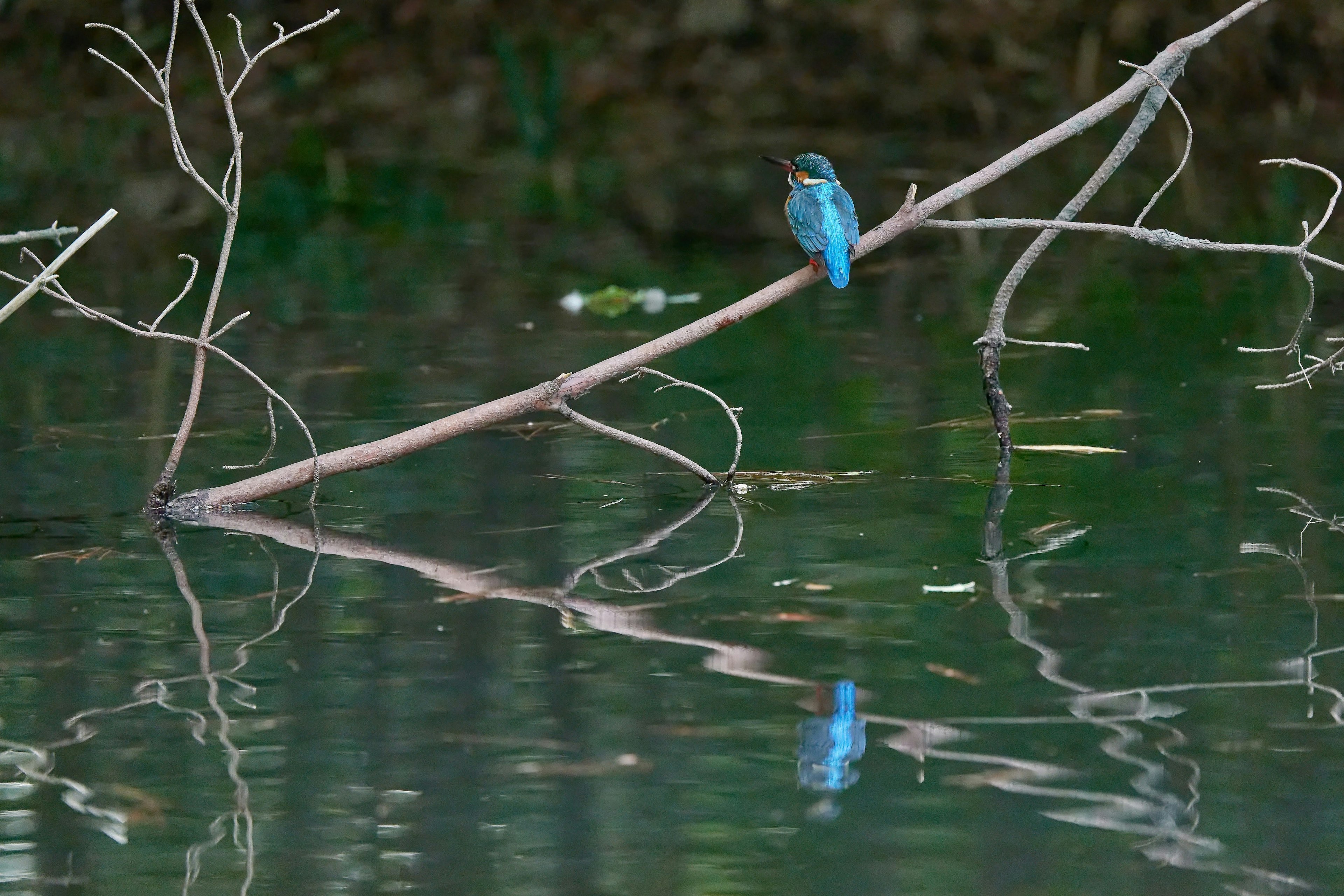 Un pájaro azul posado en una rama reflejándose en el agua