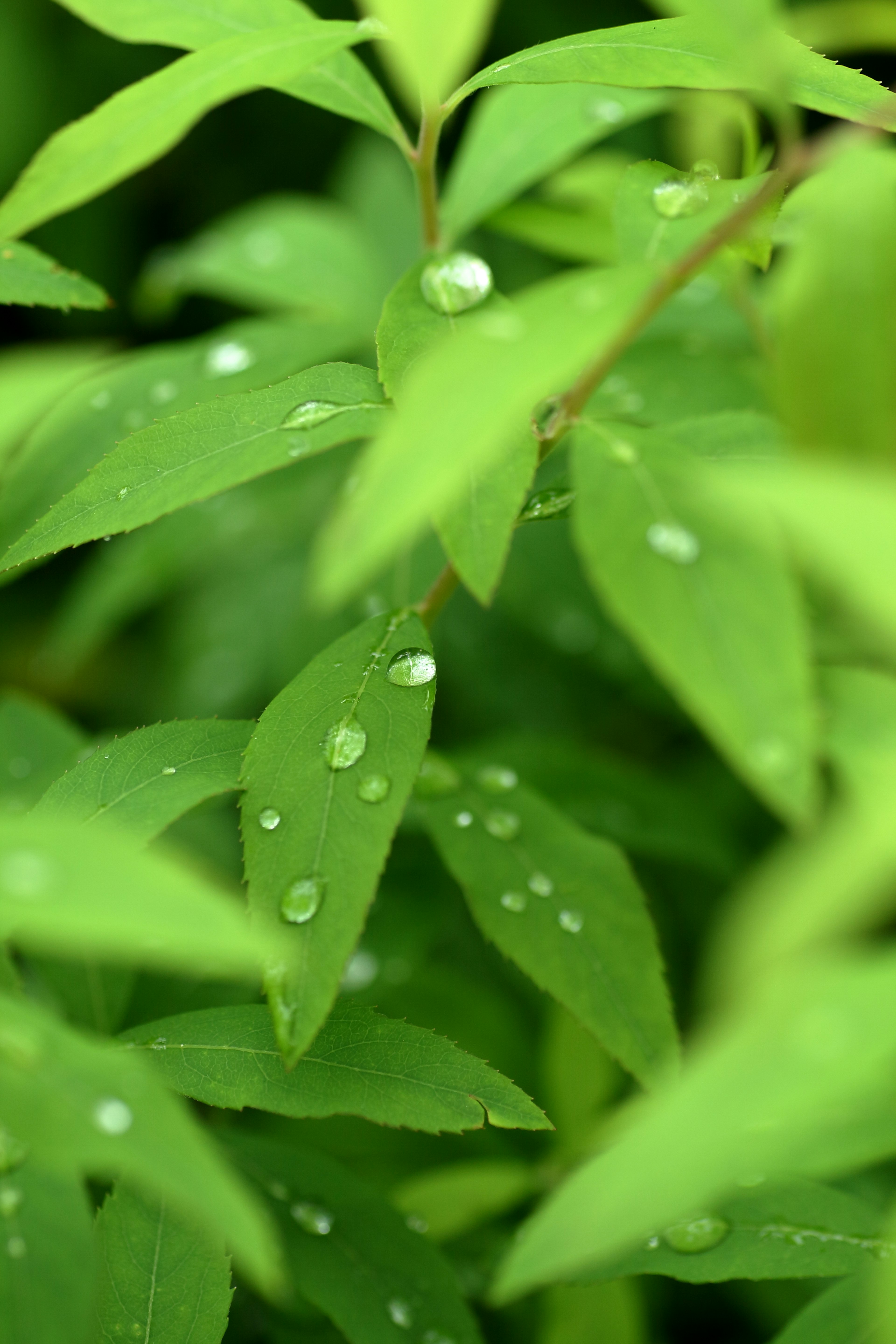 特寫生動的綠色葉子上有水滴