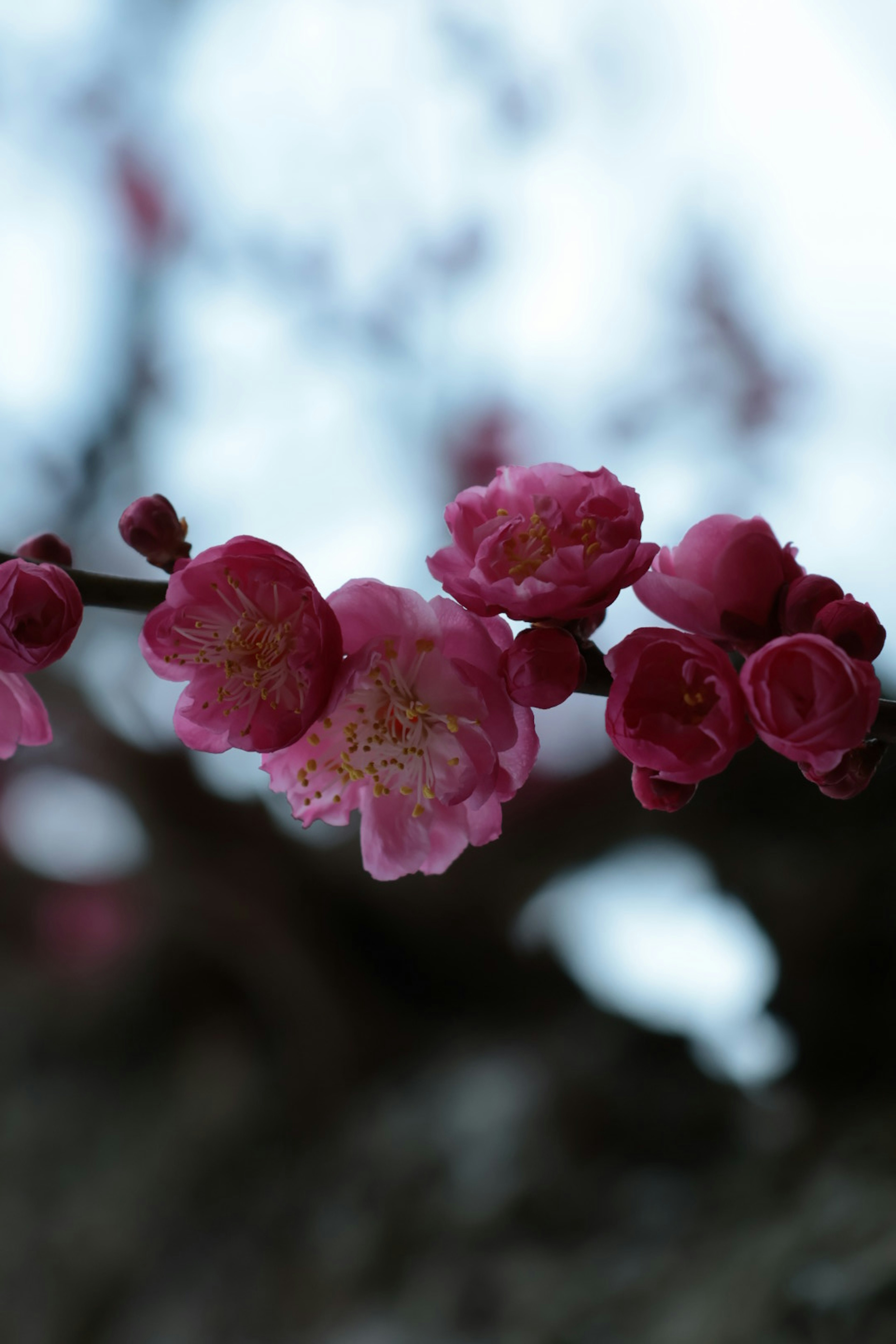 花弁の美しいピンク色の梅の花が咲いている