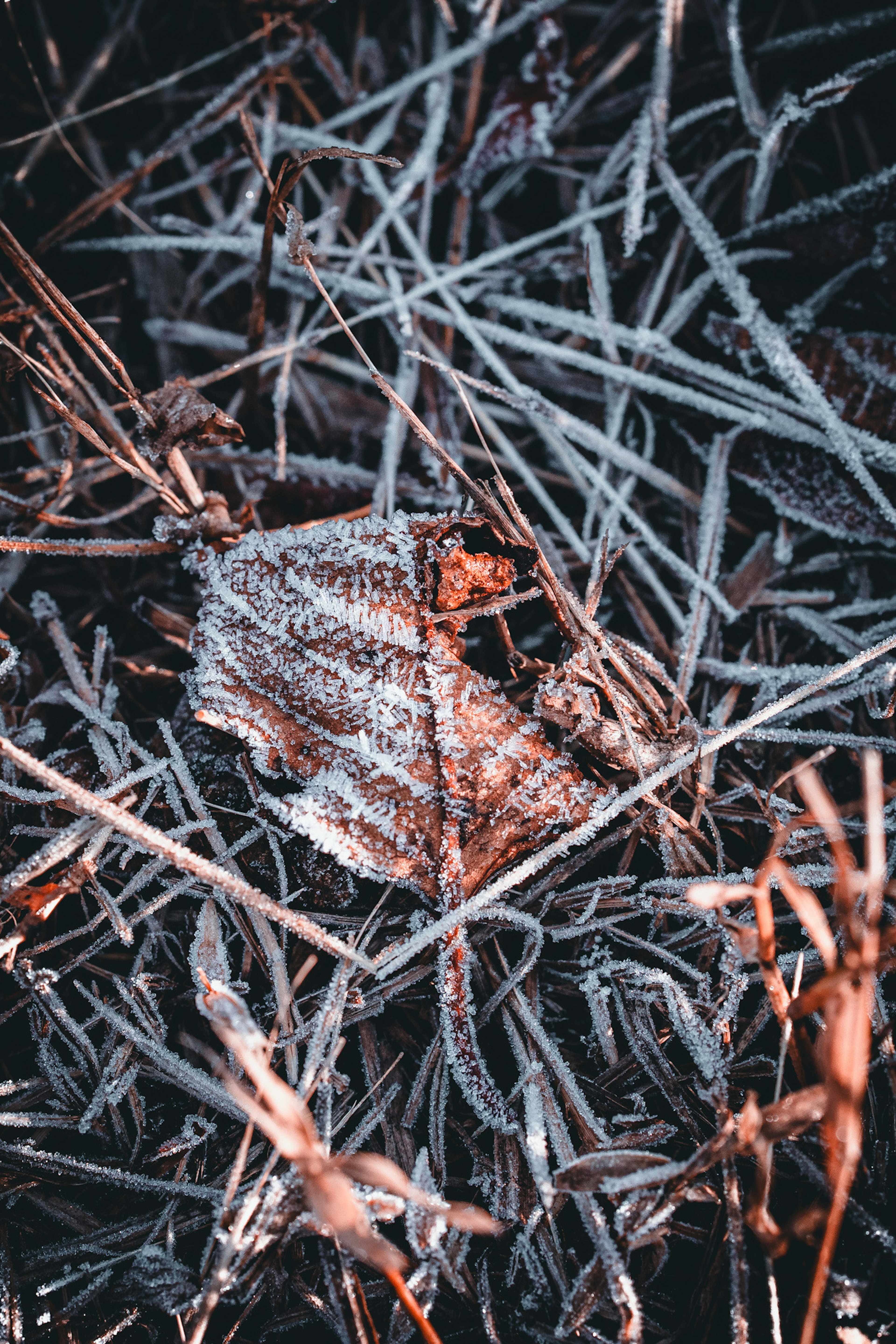 霜覆盖的枯叶与霜冻草地