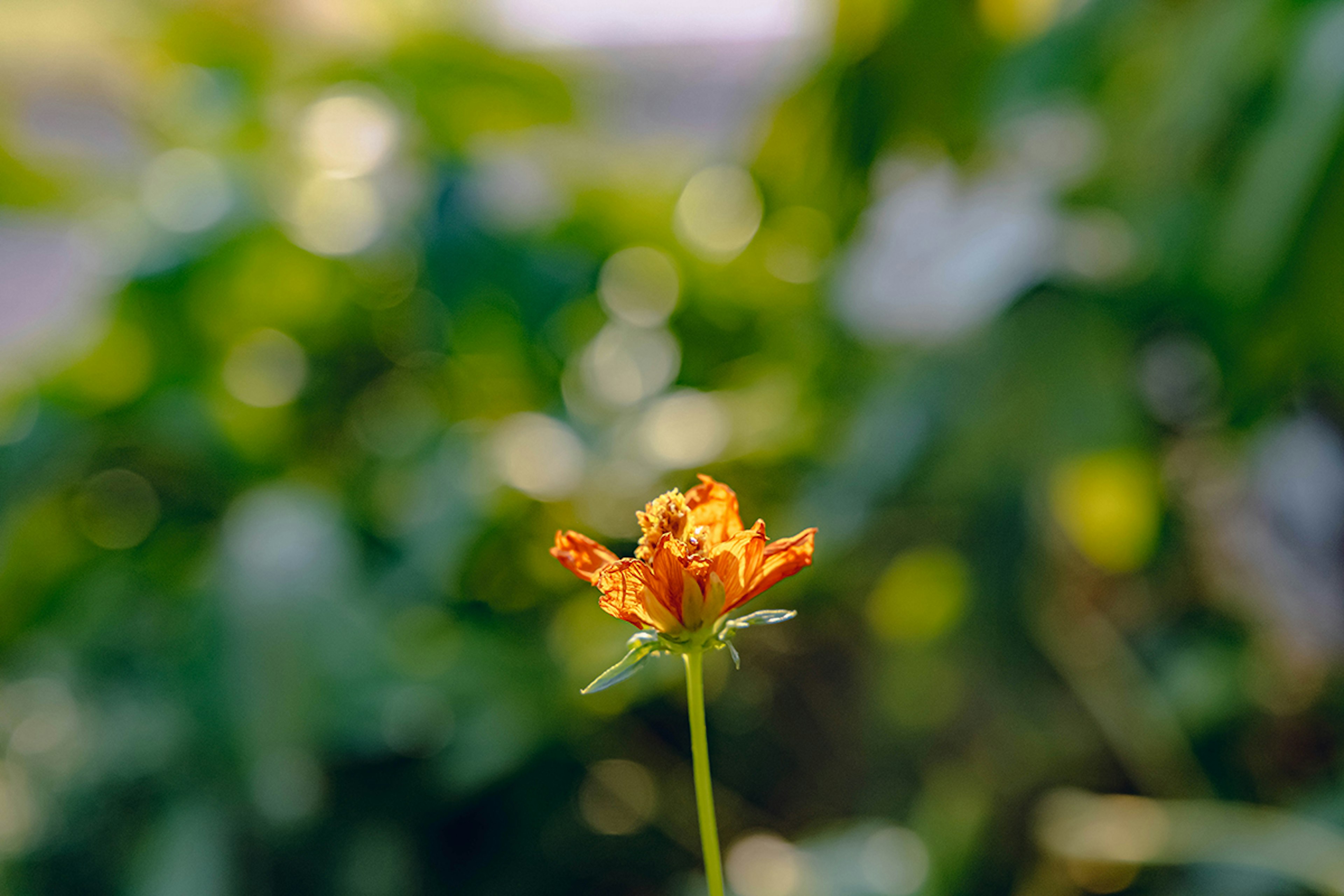 Eine orange Blume hebt sich von einem grünen Hintergrund ab