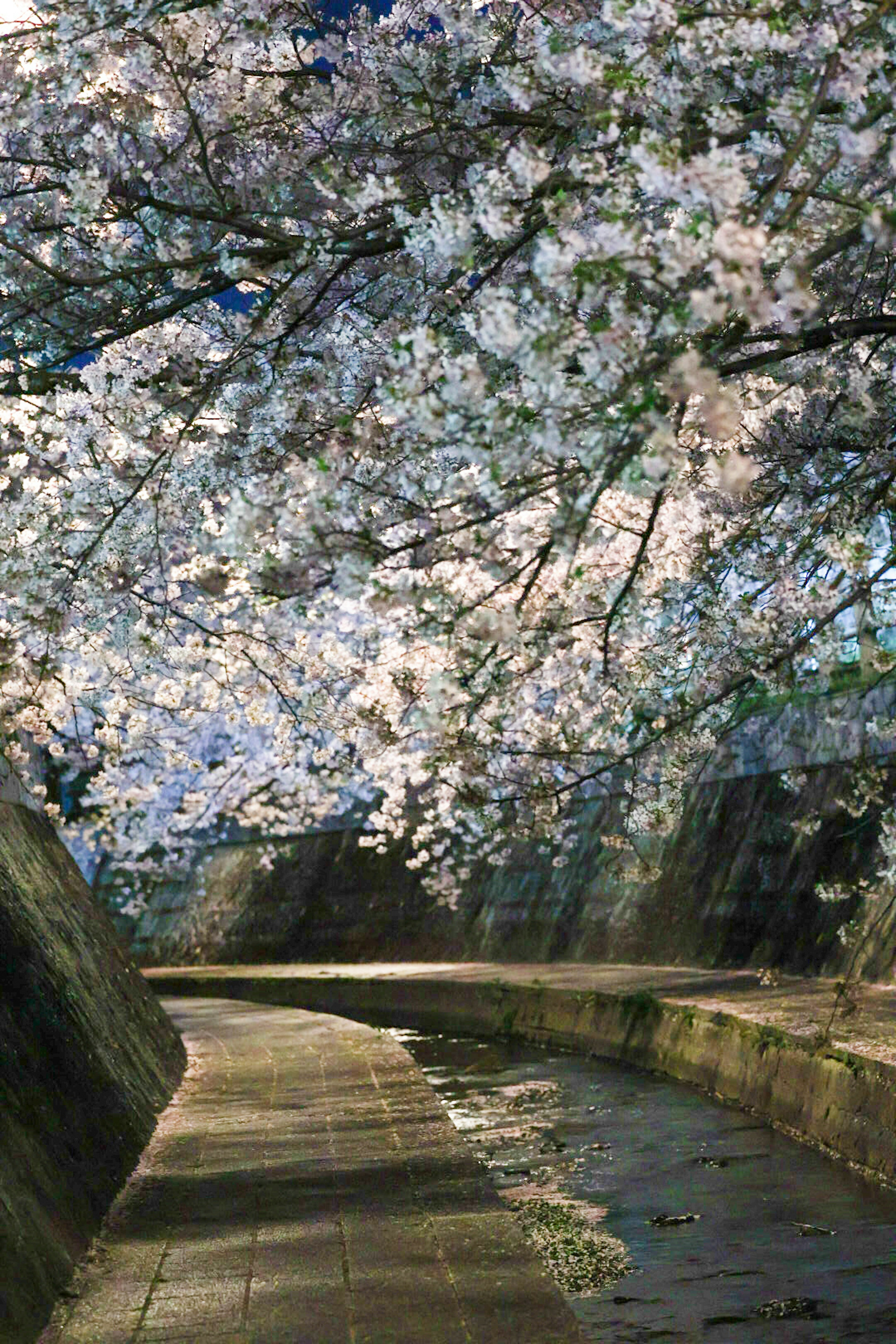 桜の花が咲き誇る川沿いの道