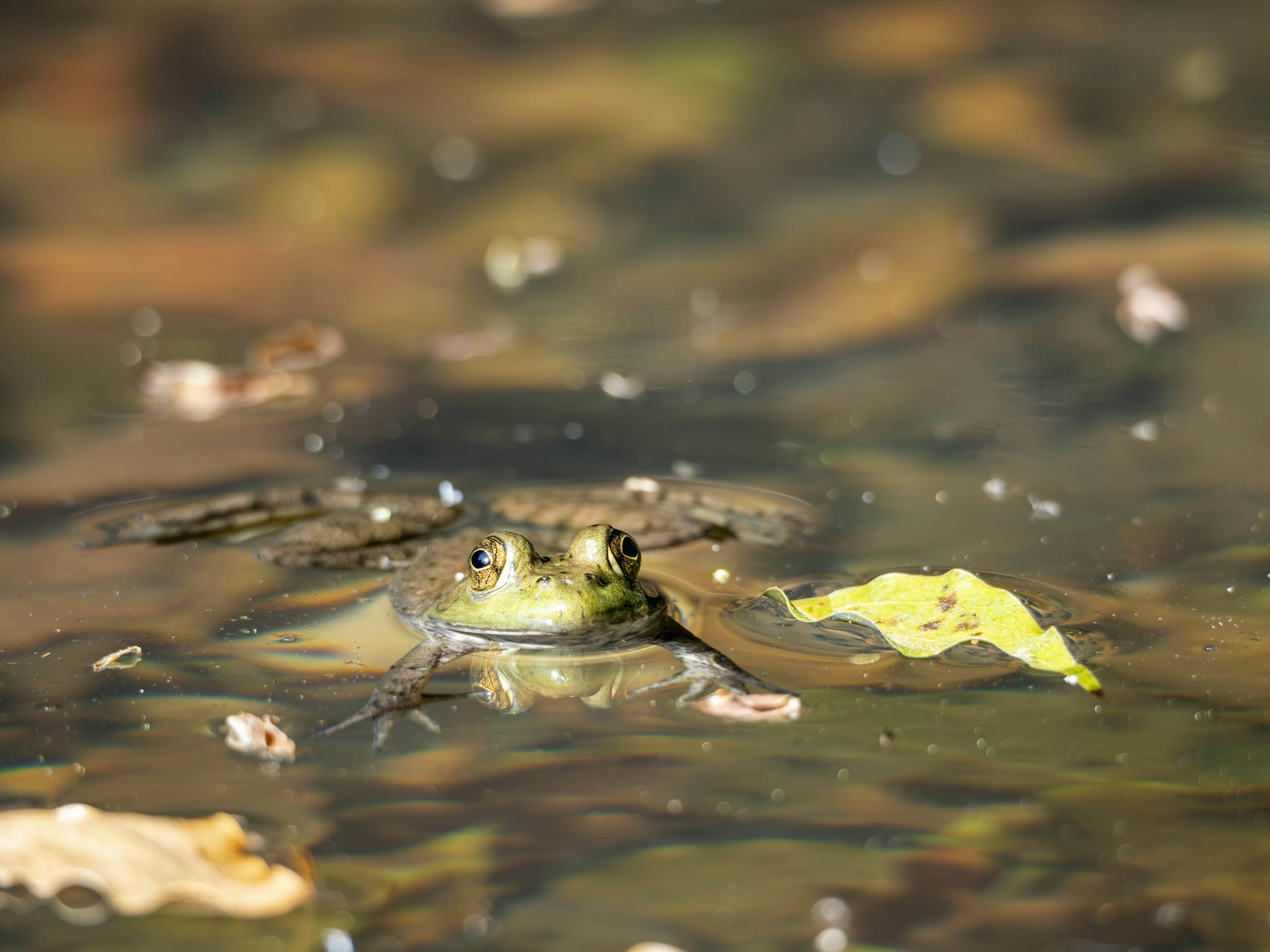 Una rana parzialmente immersa nell'acqua circondata da foglie