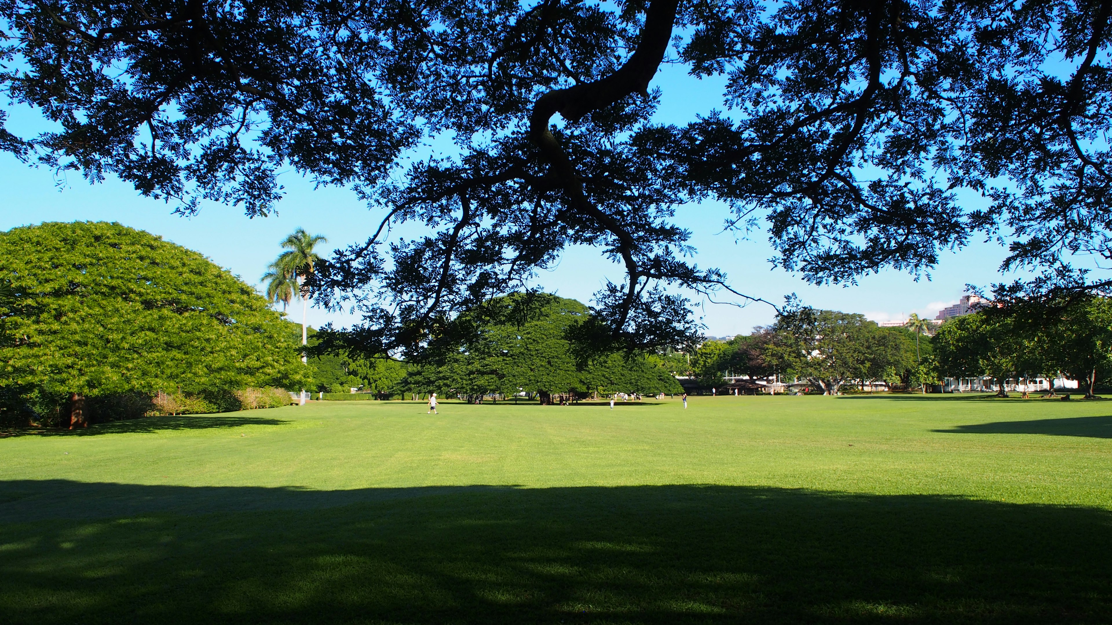 Green lawn under a blue sky with a large tree silhouette