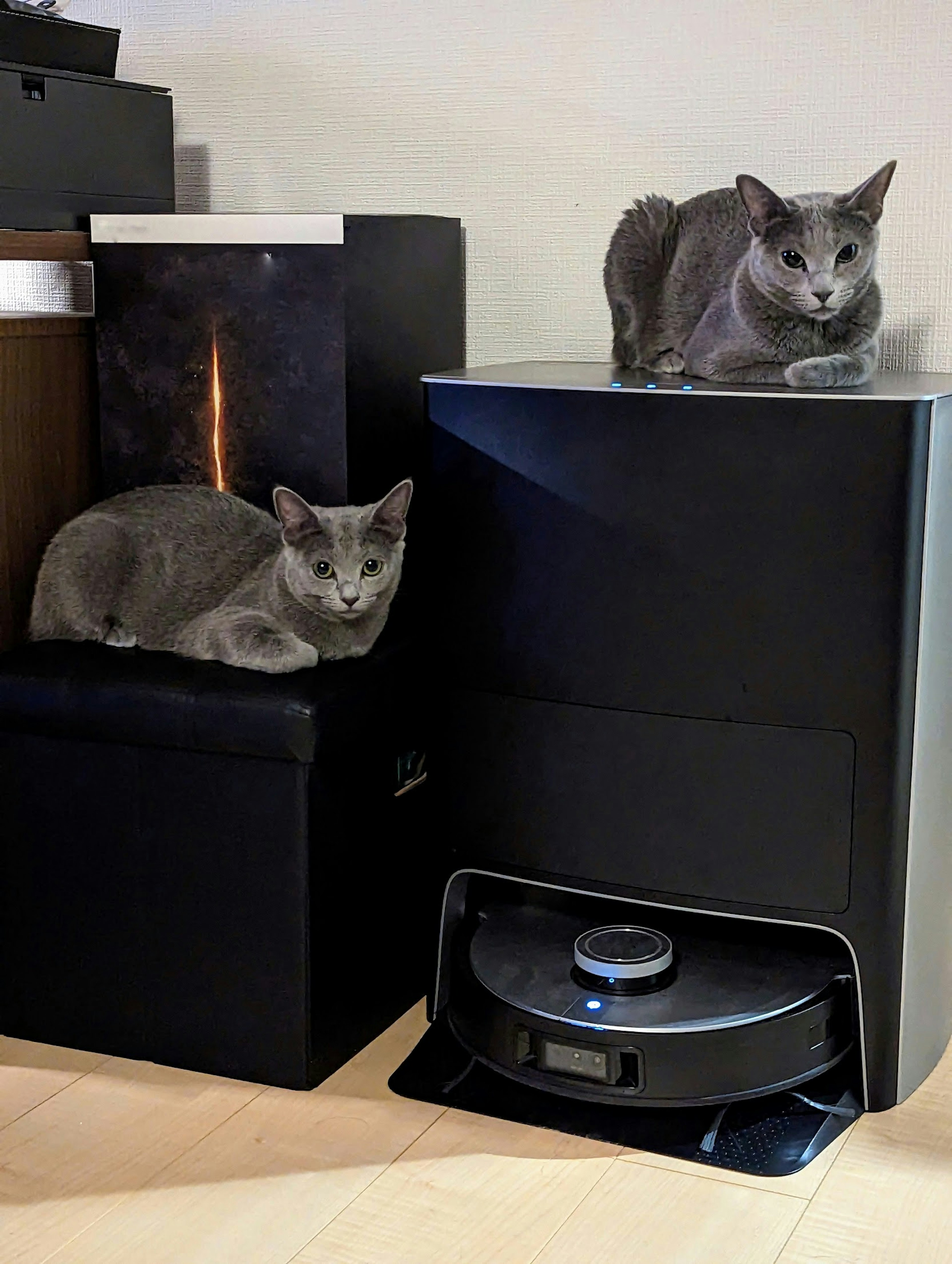 Gray cats relaxing on black furniture with a robot vacuum