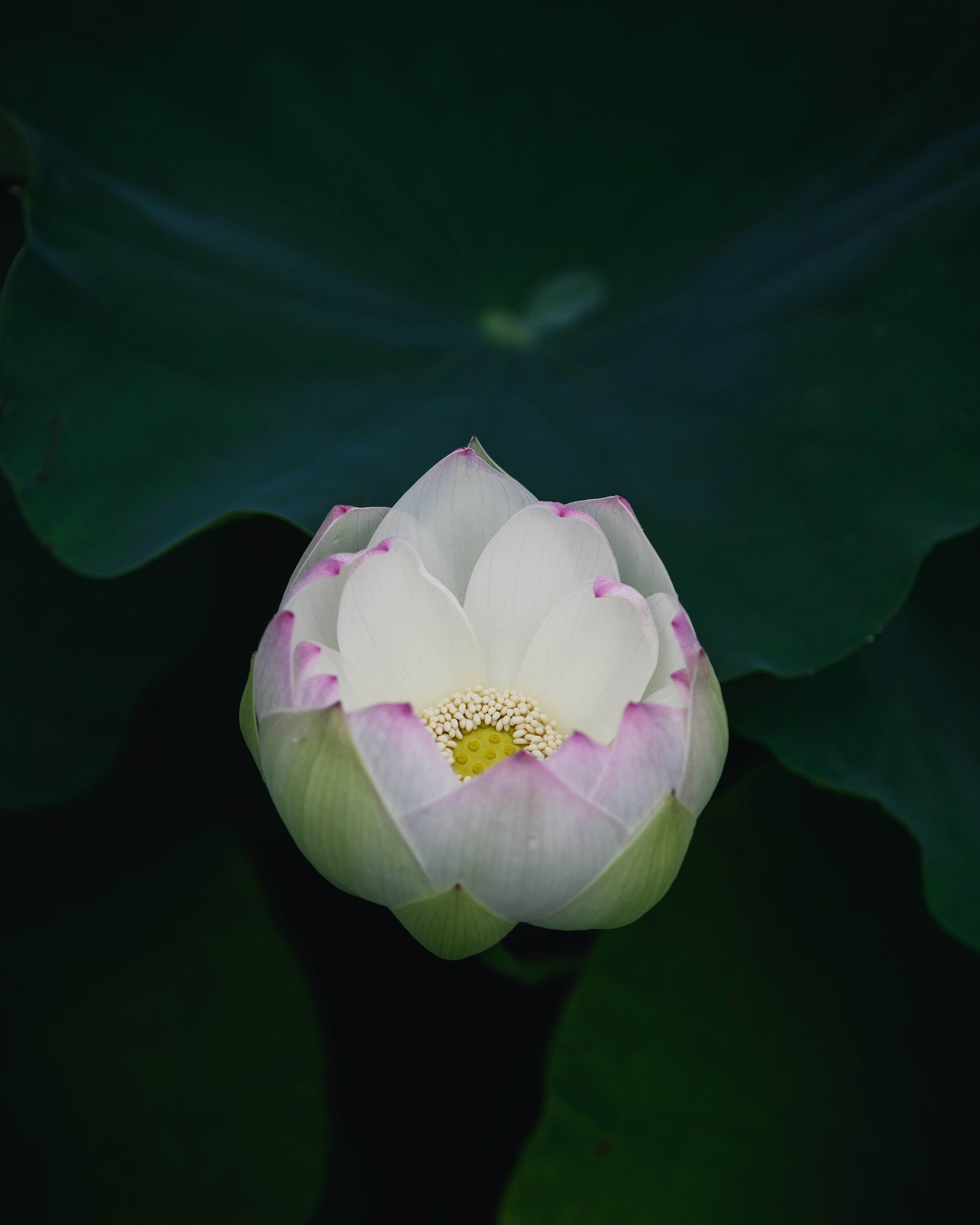 緑の葉の上に咲く白い蓮の花とその蕾