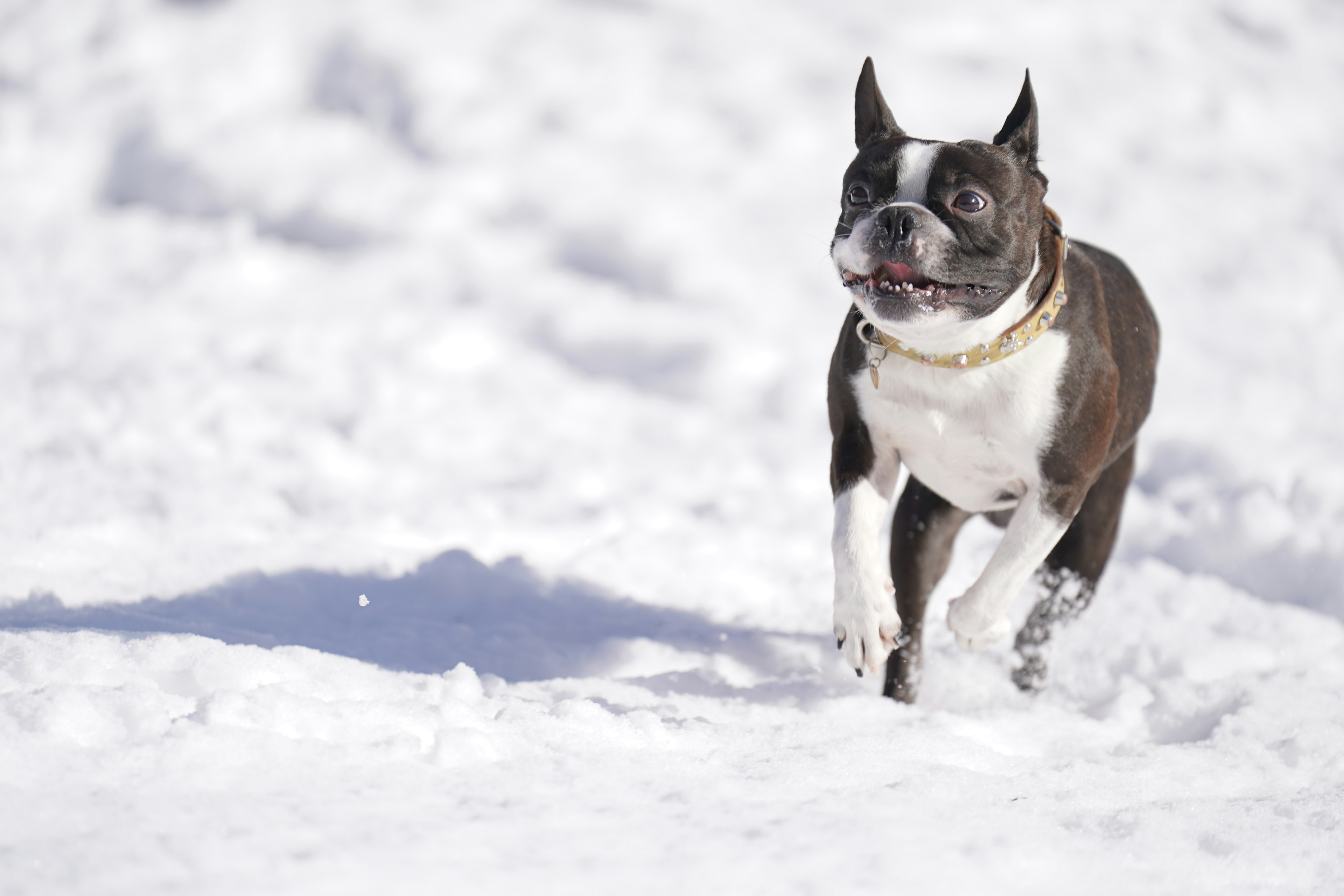 Boston Terrier running in the snow