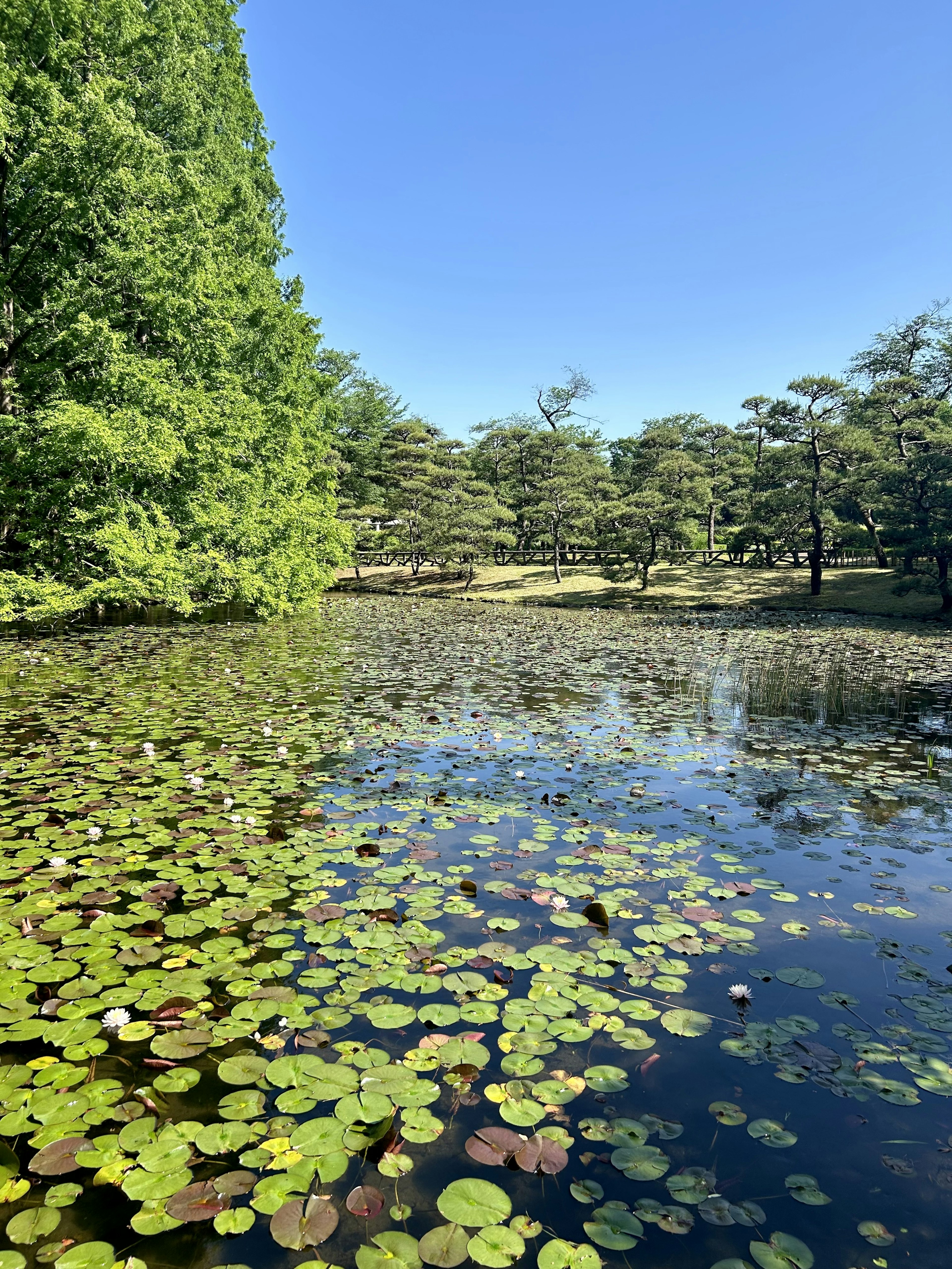 Calm pond with lily pads and surrounding lush green trees