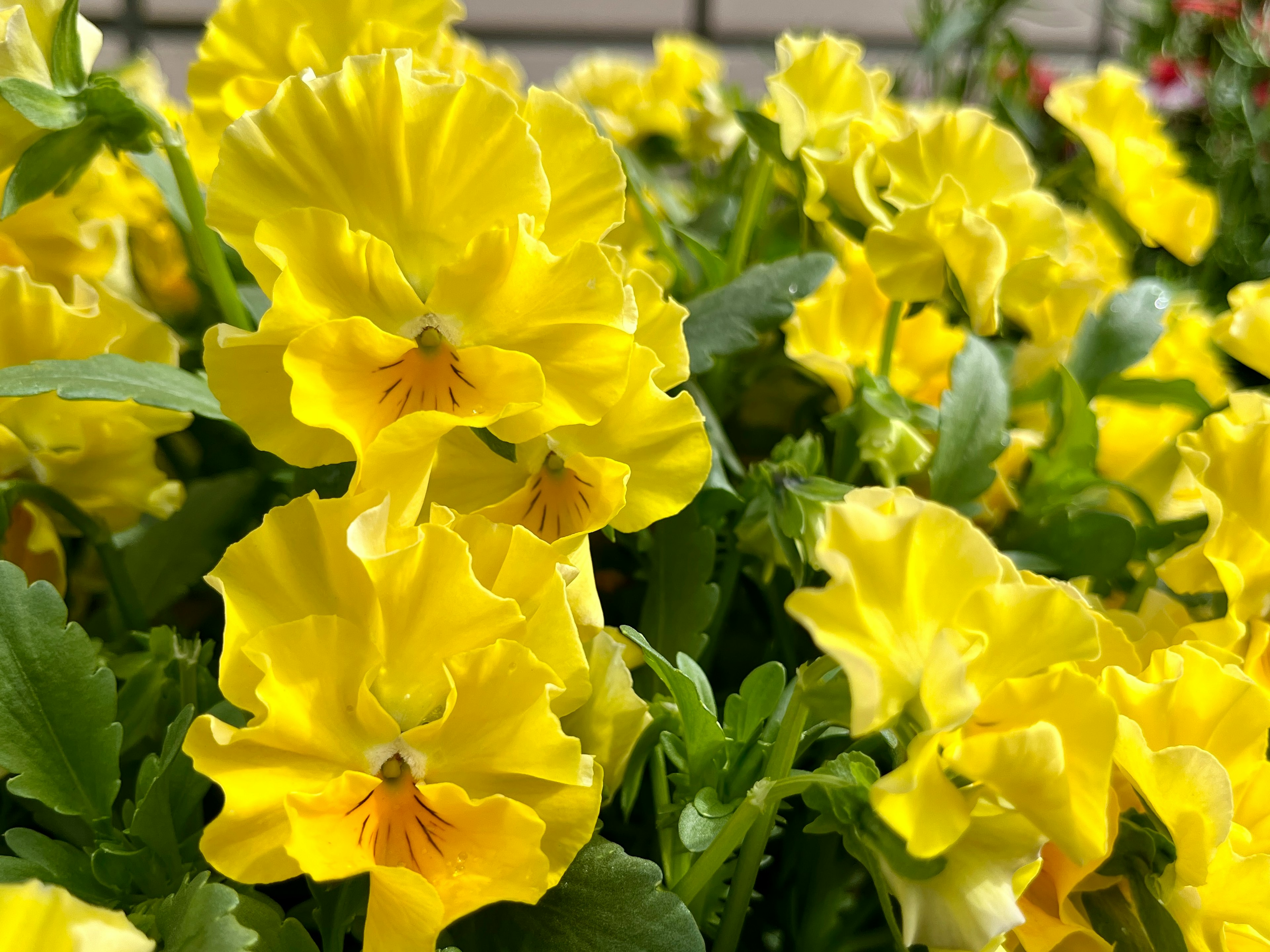 Gros plan sur des fleurs de pensée jaunes vibrantes en pleine floraison