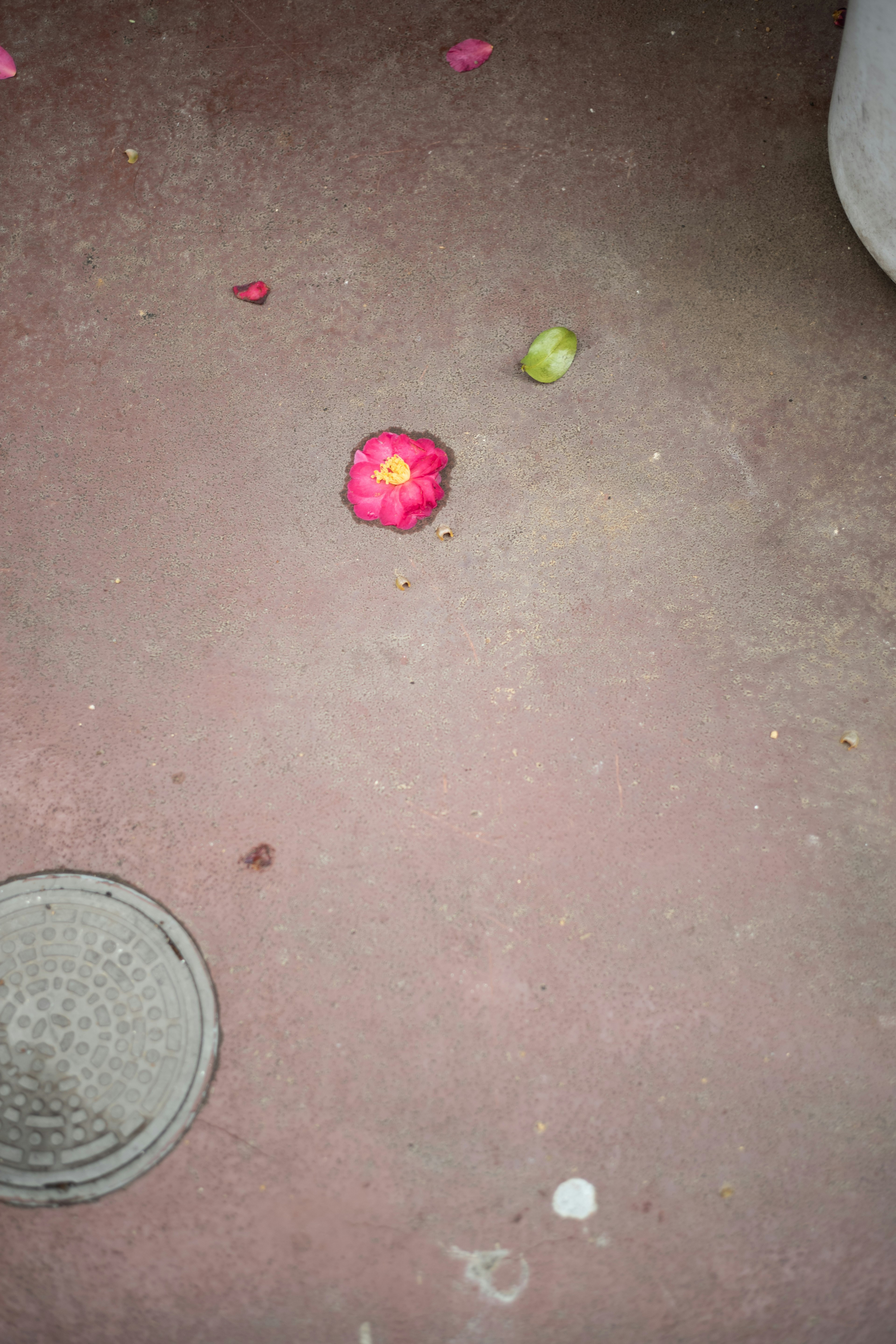 Un pétale de fleur rouge et un fruit vert éparpillés sur le sol